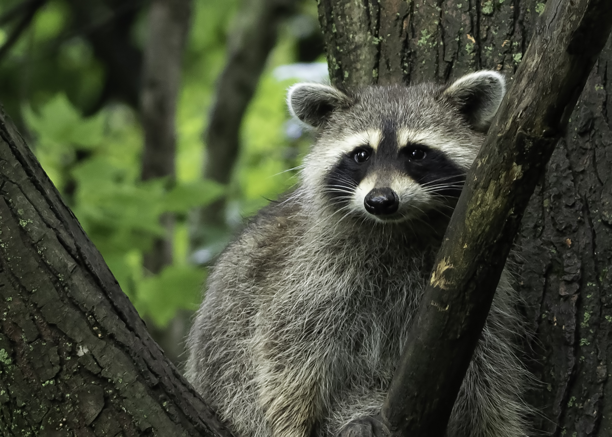Raccoons Are Omnivores.