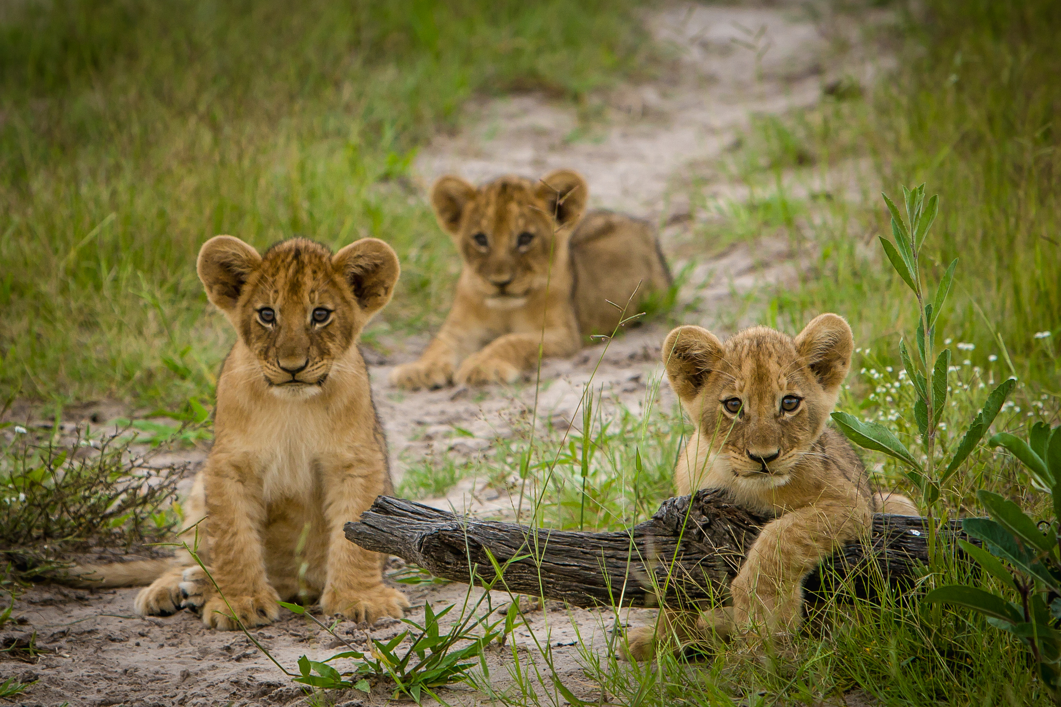 Lions Are Born with Spots.