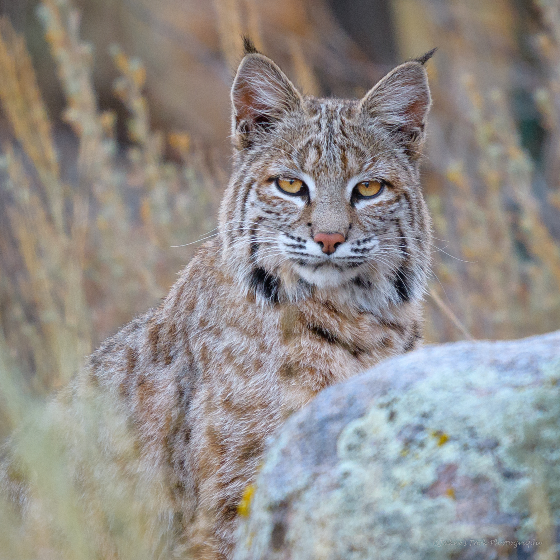 Bobcats Are Very Vocal.
