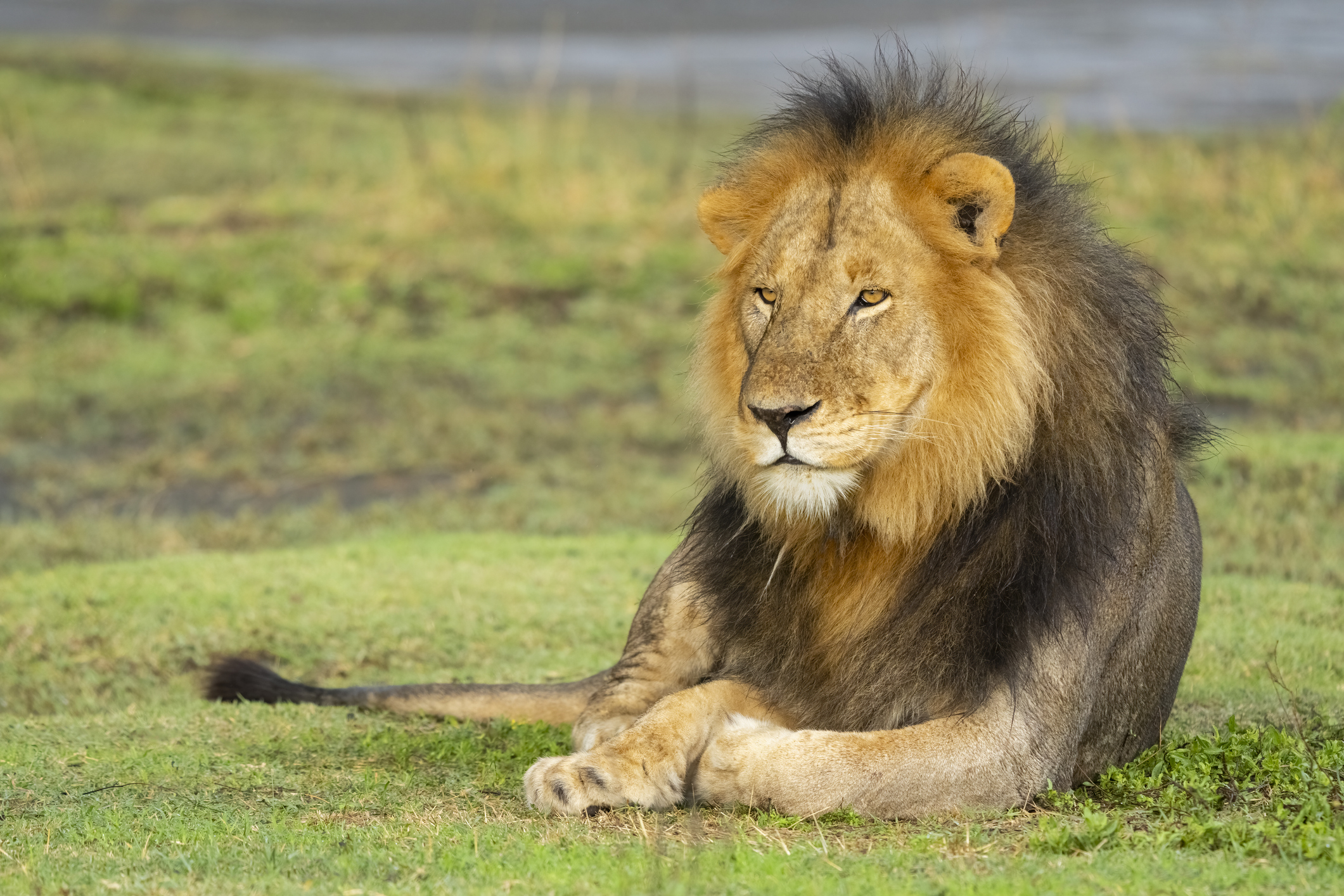 Lions Make 9 Distinct Sounds.