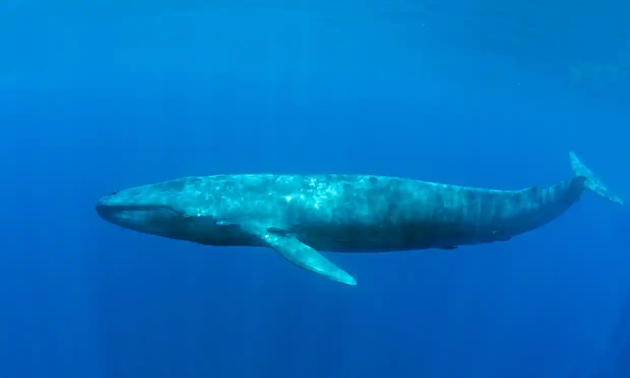 The Loudest Animal on Earth Is a Whale.