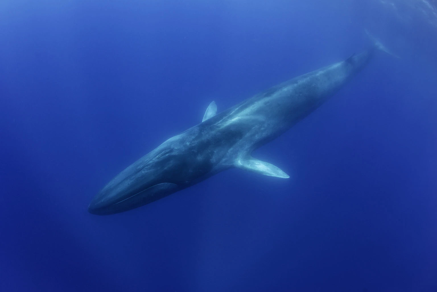 The Largest Animal in the World Is the Blue Whale.