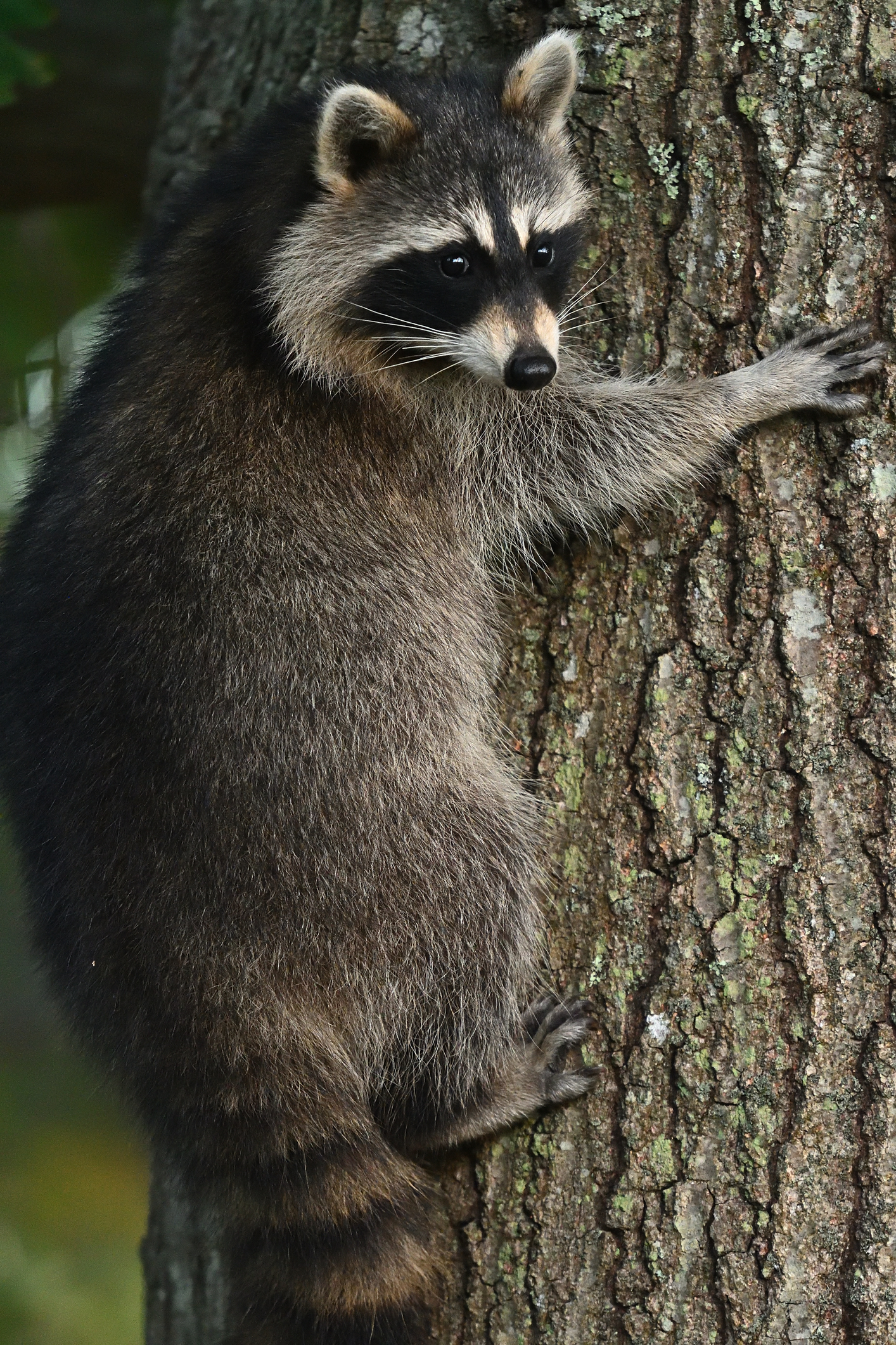 Raccoons’ “Masks” Help Them See.