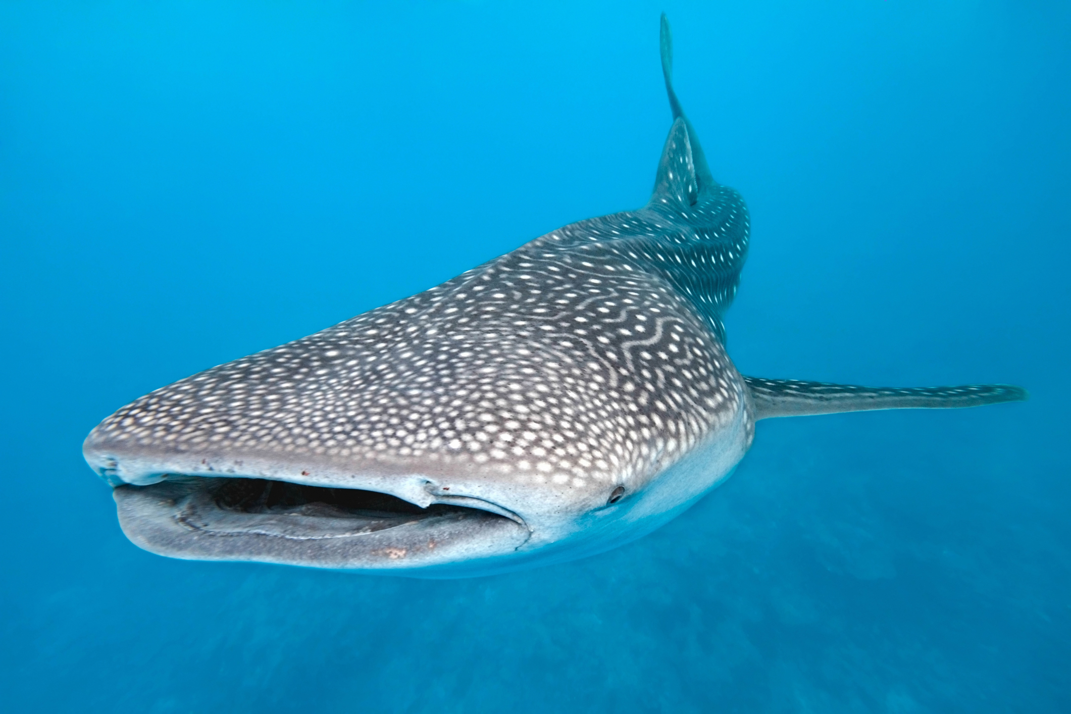 The Whale Shark Is the Ocean’s Largest Fish.