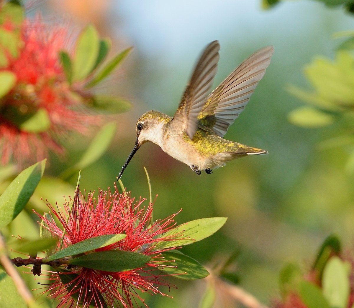 Hummingbirds Are Fast Breathers.