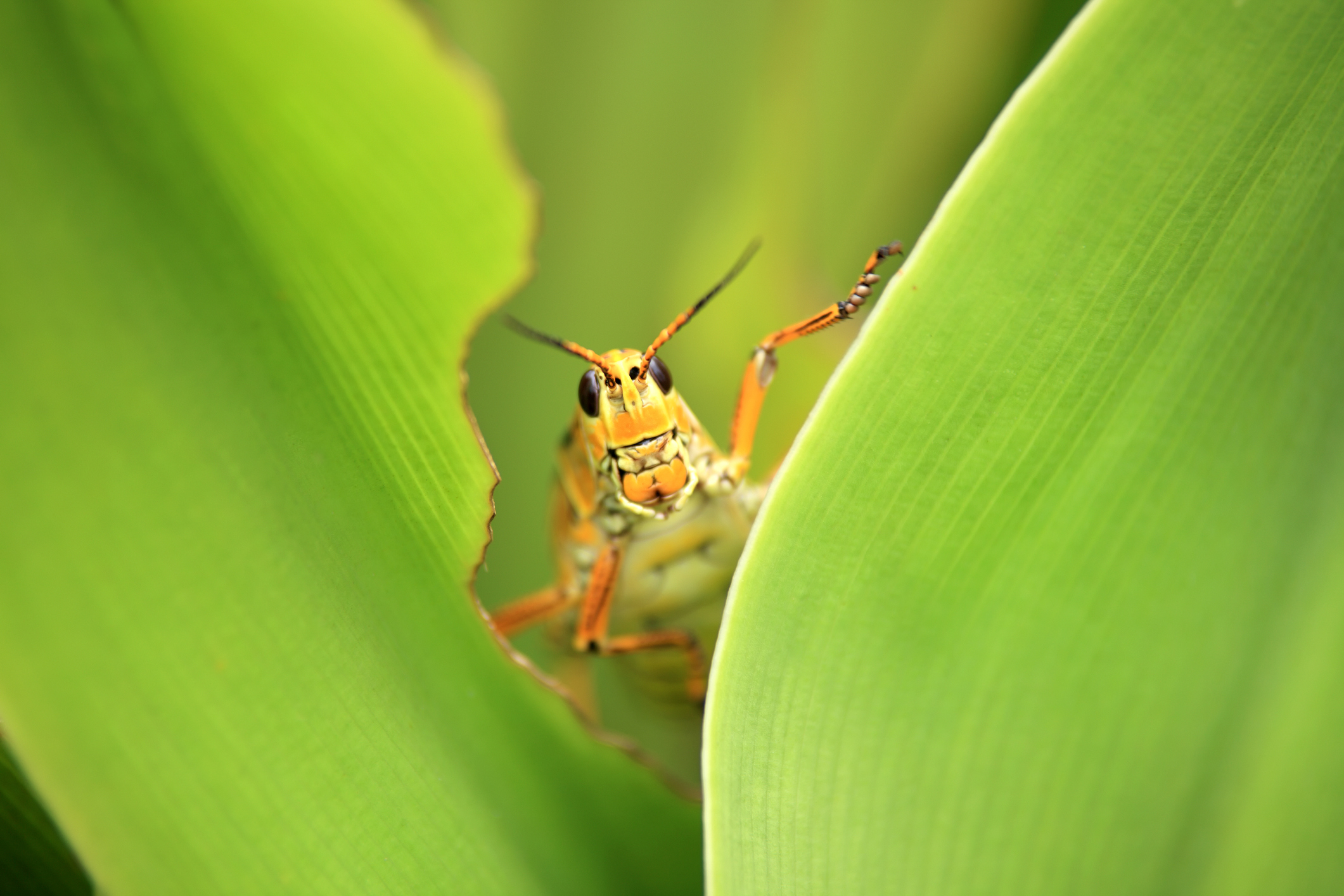 Insects Don’t Have Lungs.