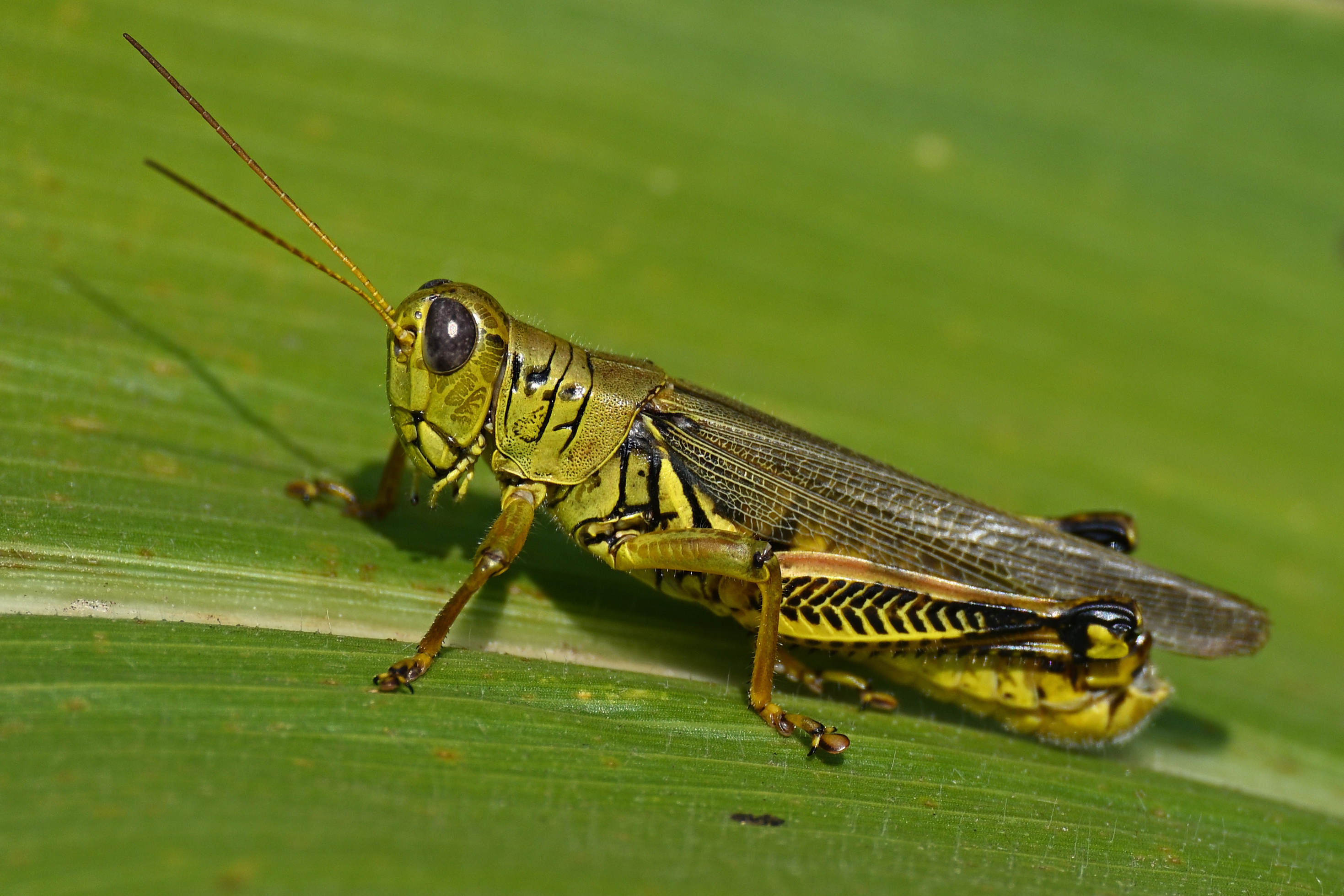 Grasshoppers Can Jump Up To 20x Their Body Length.