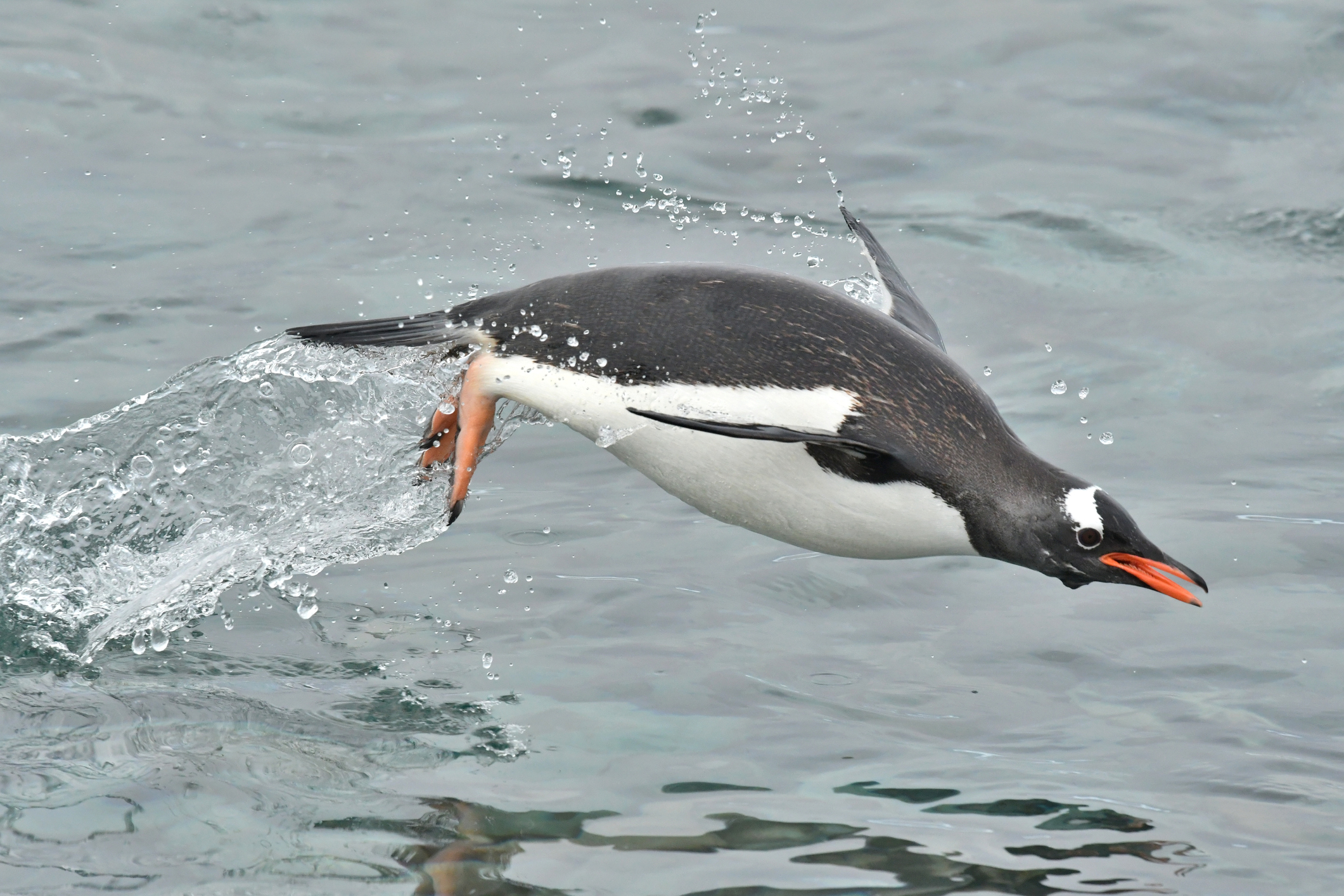 Most Penguins Can Swim At Around 4 Mph.