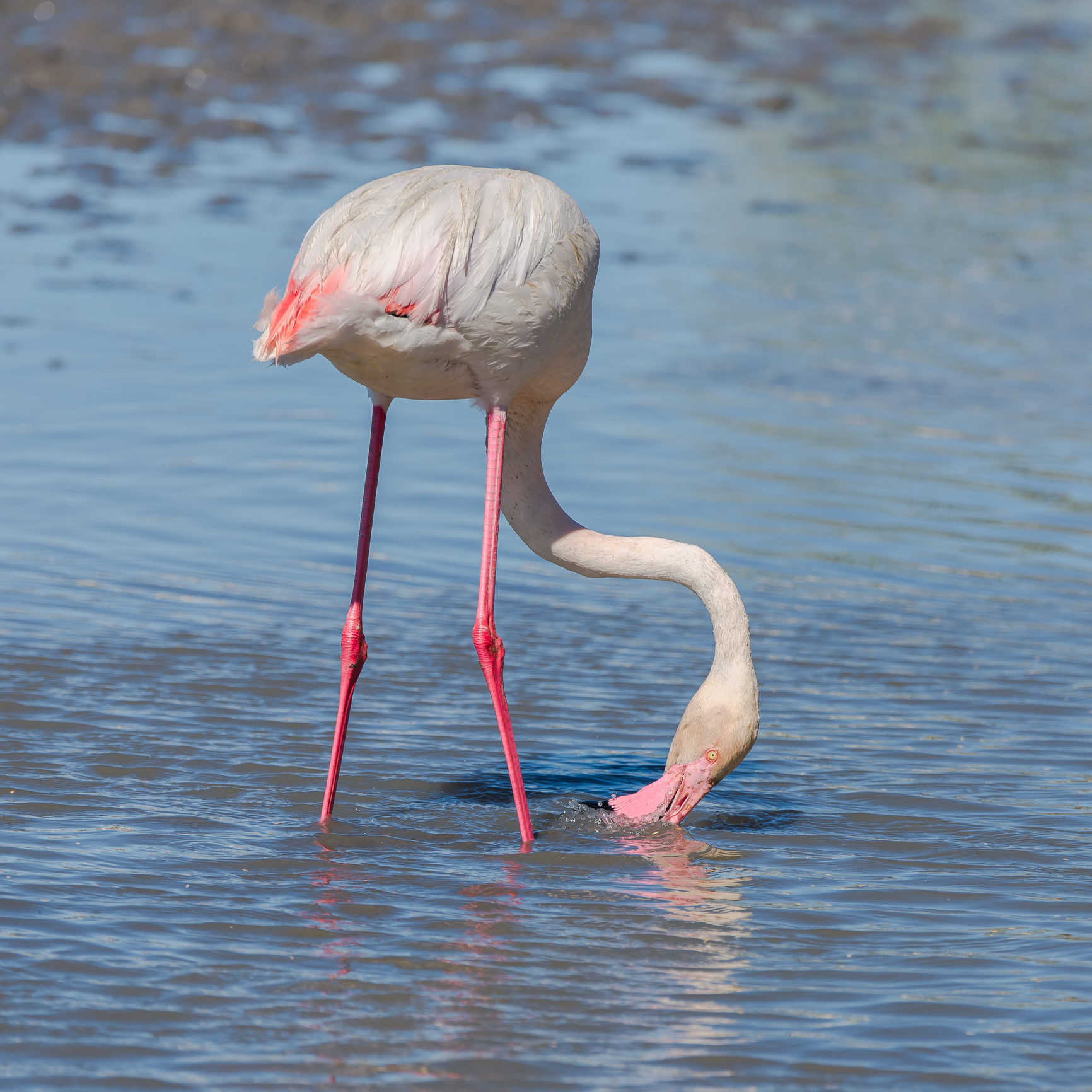 Flamingos Eat Upside Down.