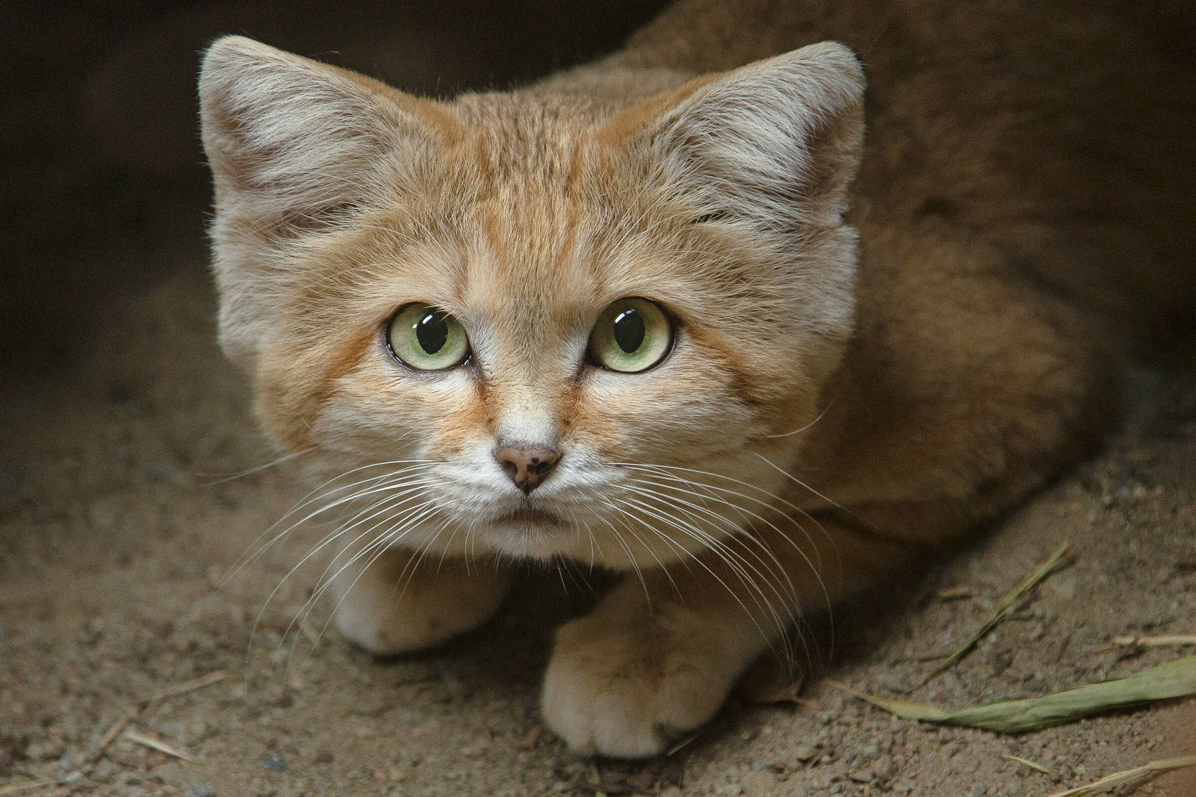 Sand Cats Use Their Ears To Hunt.