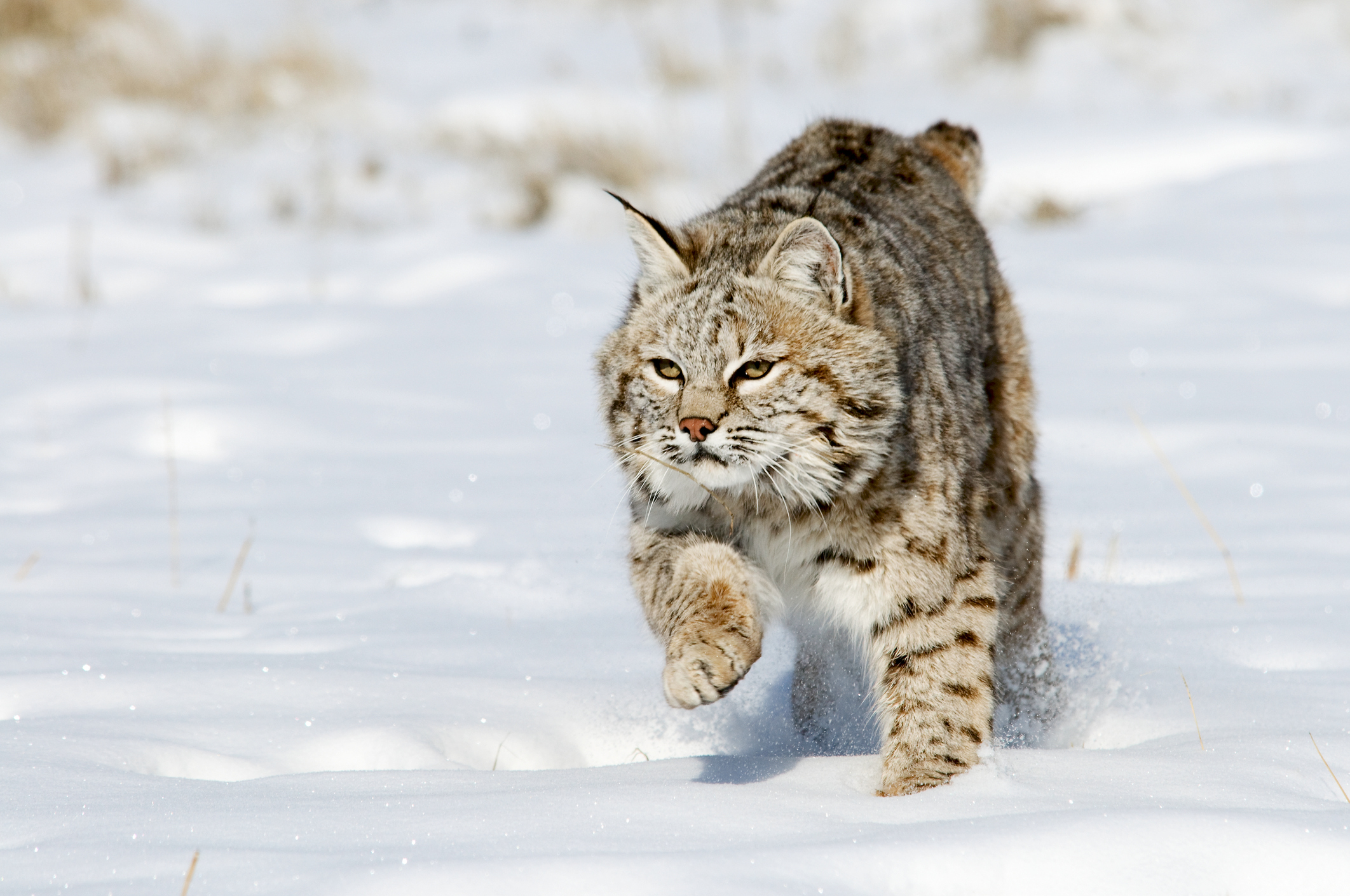 Bobcats Are Fast Runners.