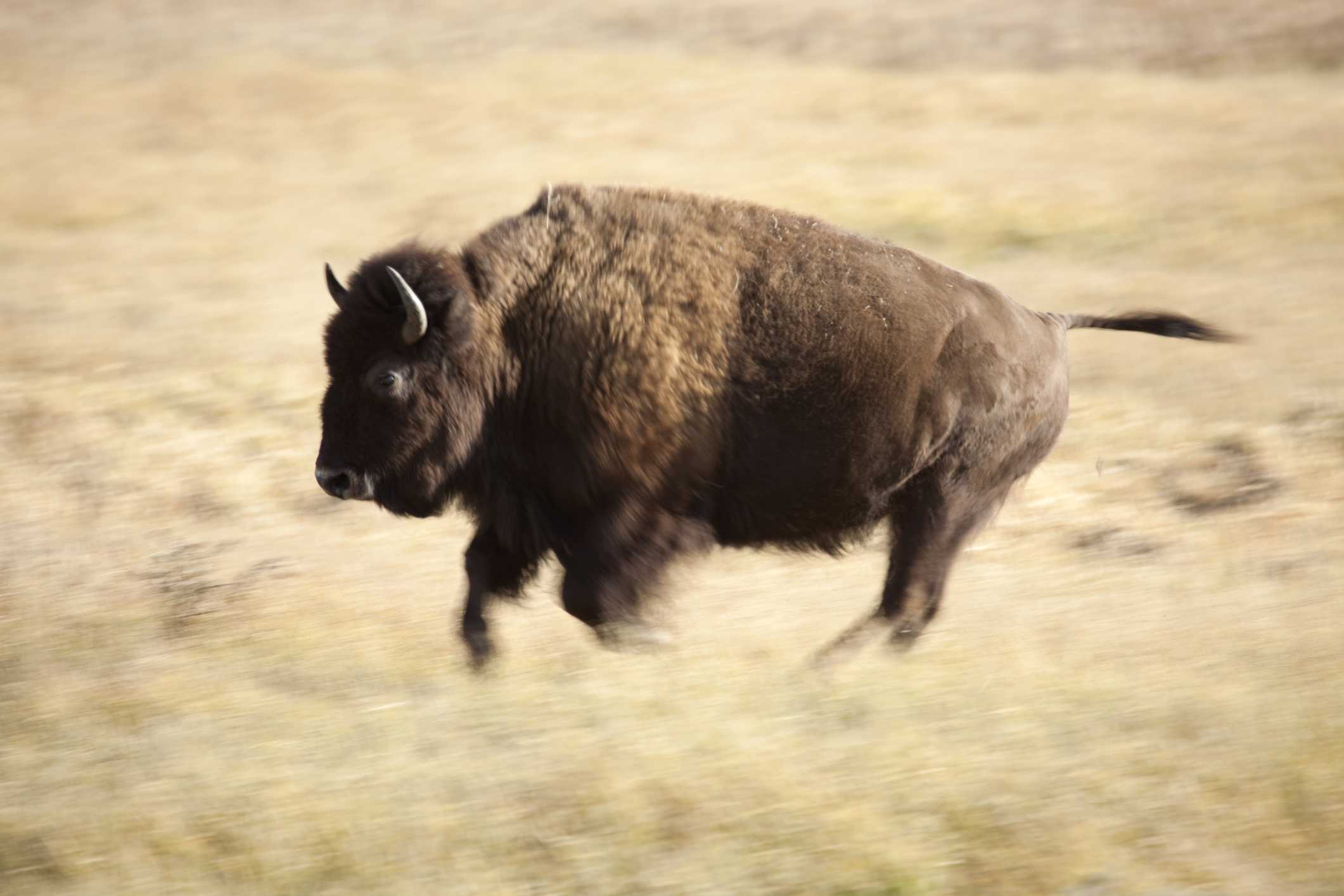 Bison Are Surprisingly Speedy.