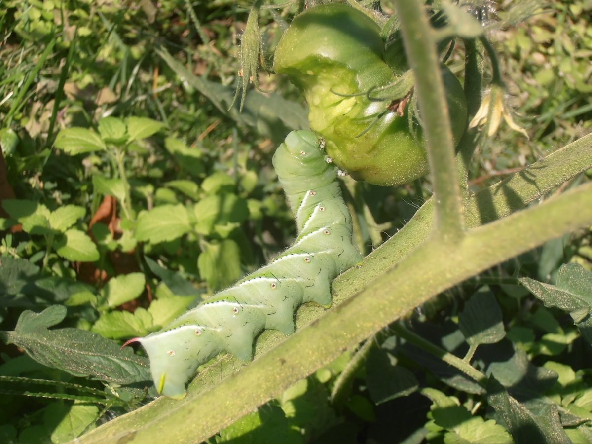 Caterpillars Are Surprisingly Muscular.