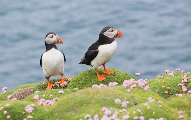 A Puffin’s Beak Changes Colors.