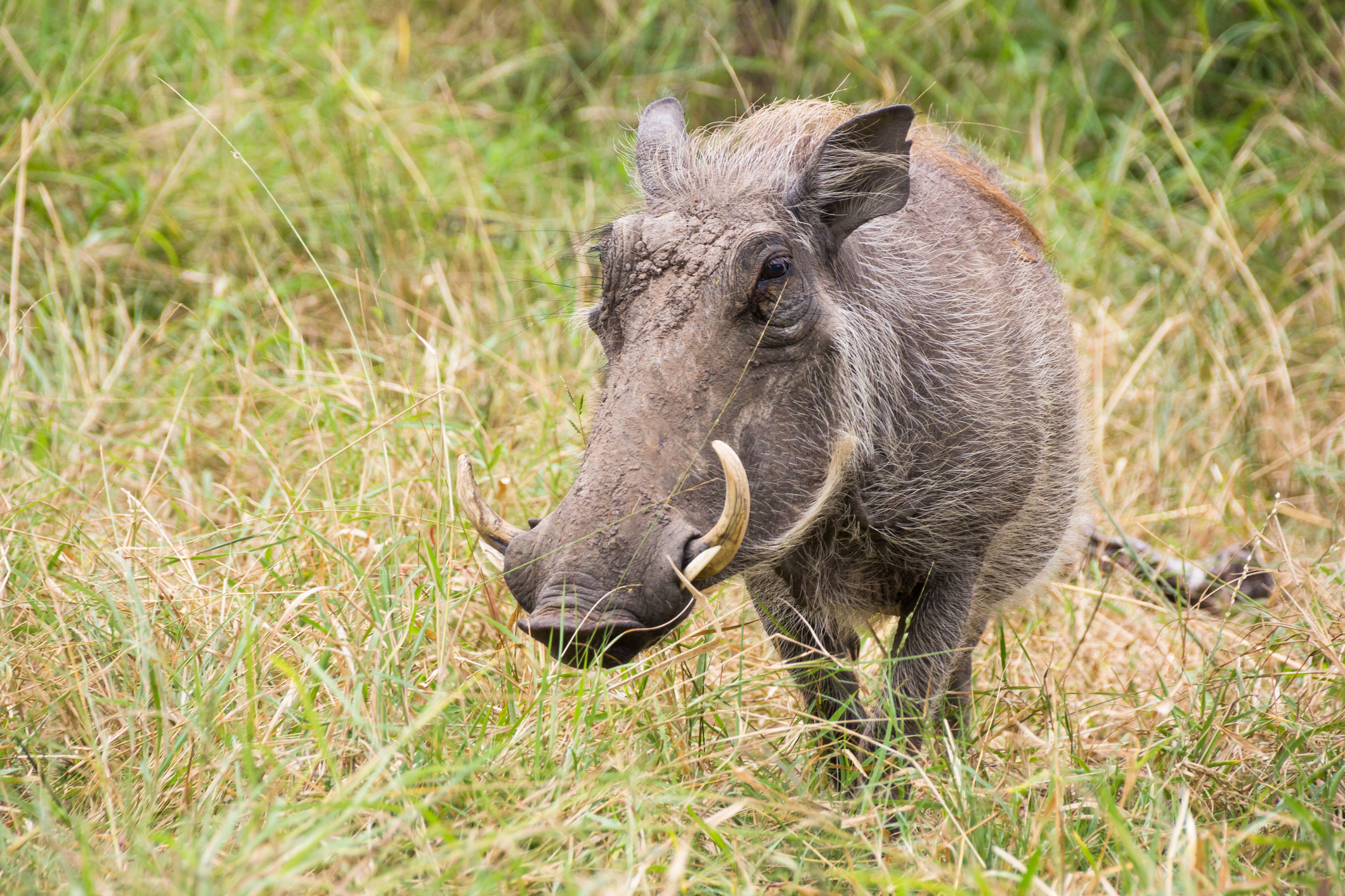 Warthogs Are Mostly Herbivorous.