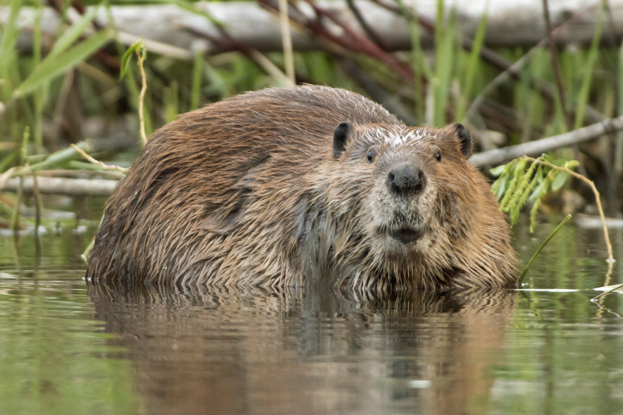 Beavers Have Special Toes.