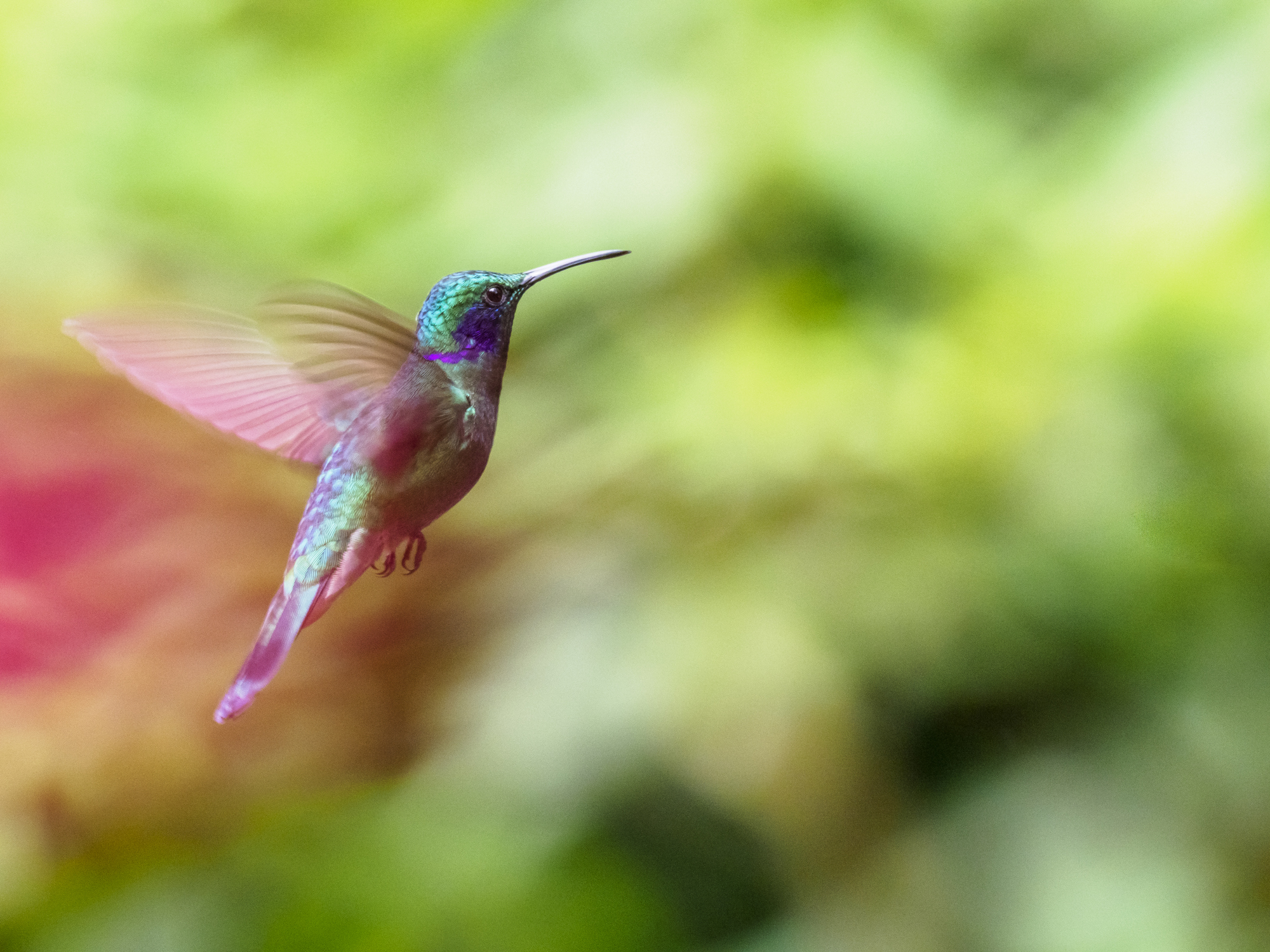 Hummingbirds Can Fly Backwards.