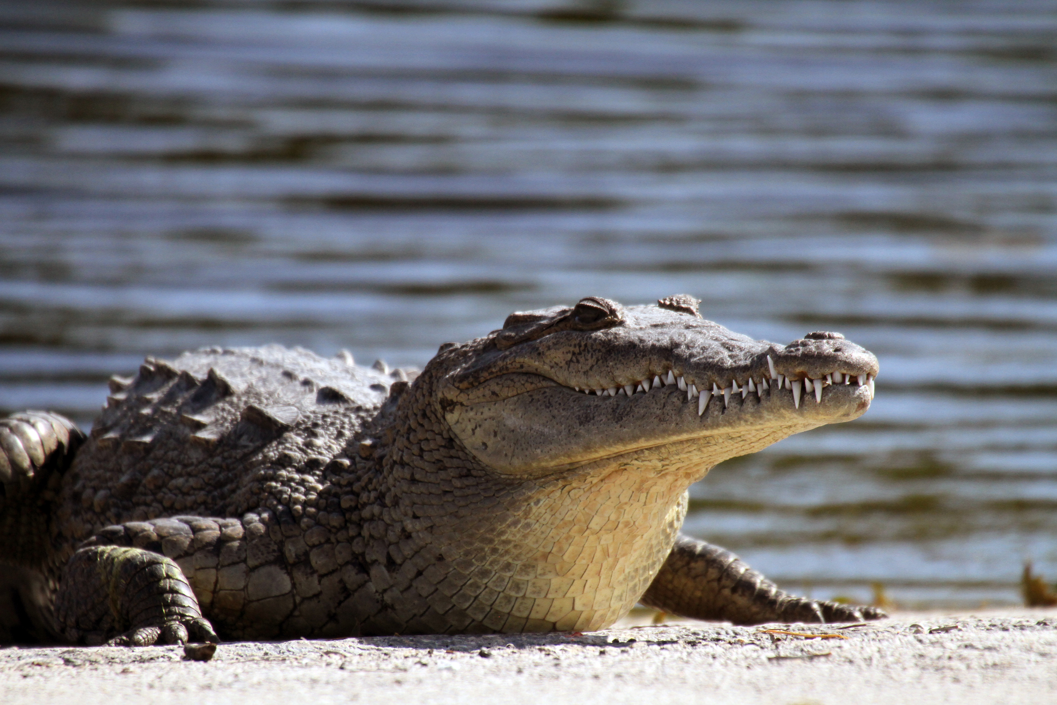 Crocodiles Swallow Stones.