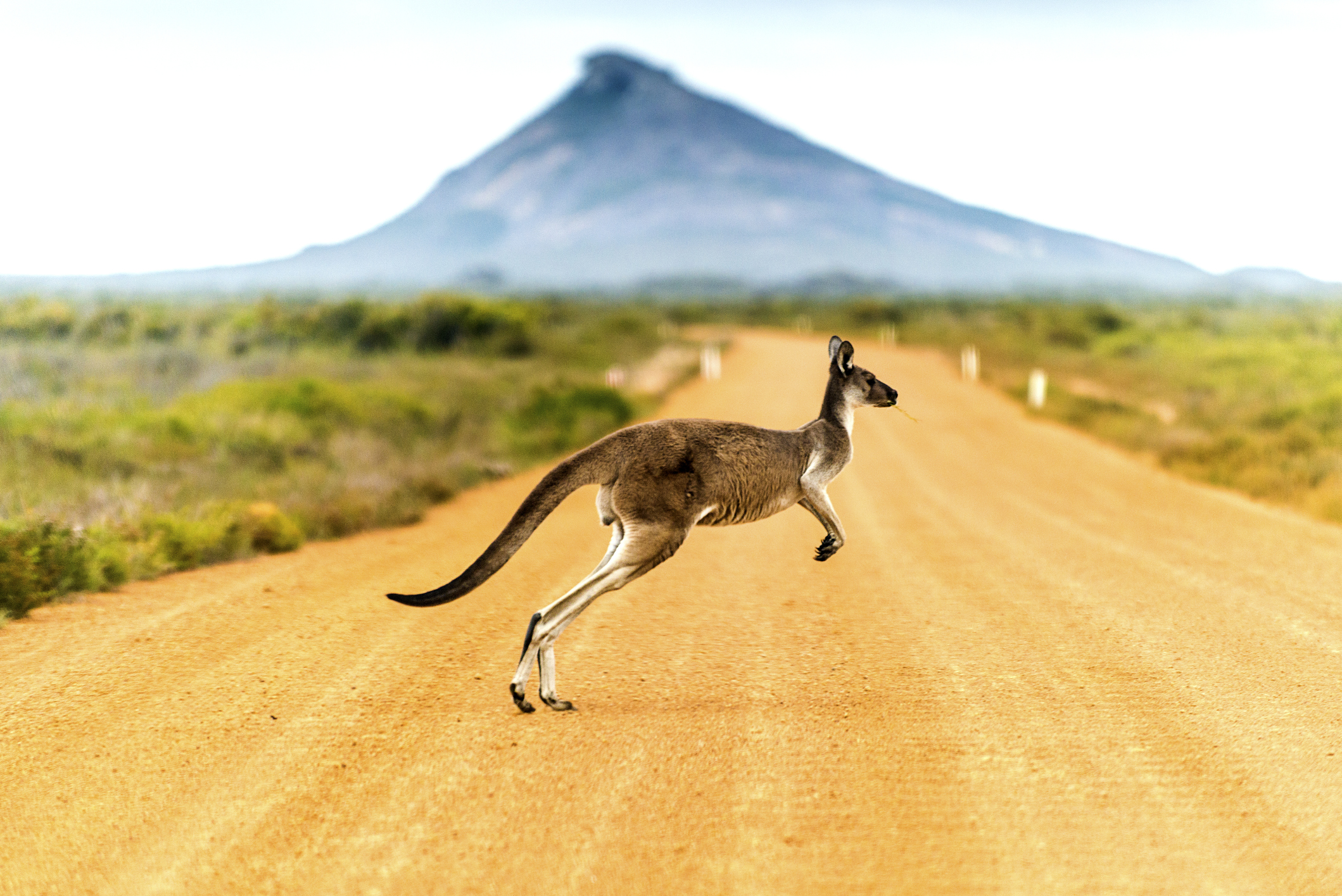 Most Kangaroos Are Left-Handed.