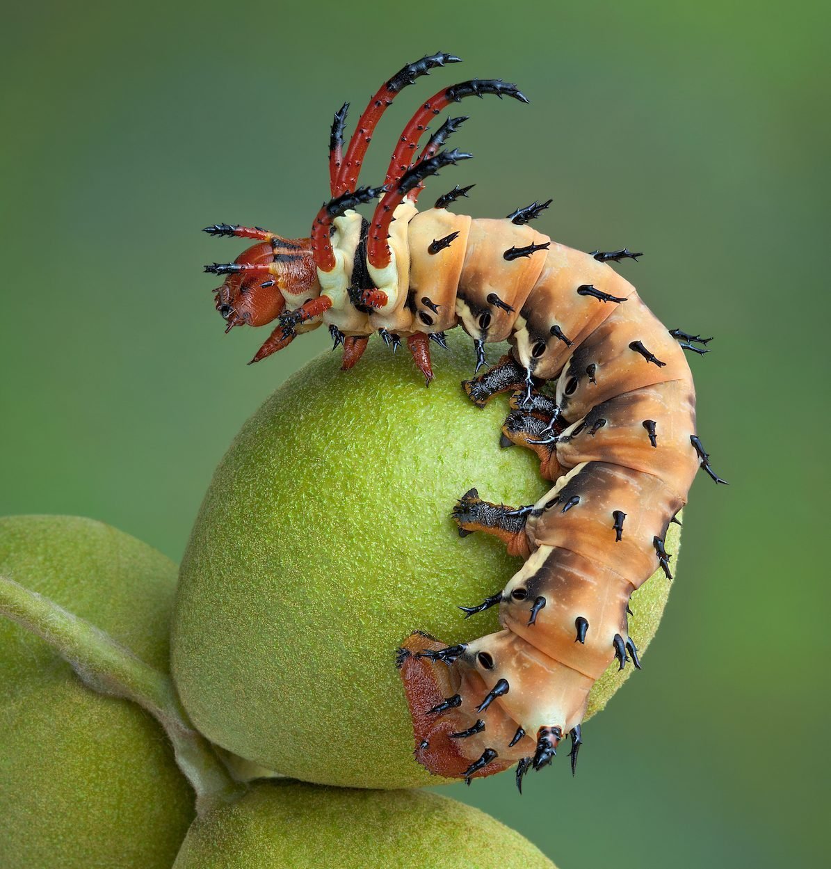 Caterpillars Can Grow Quite Large.