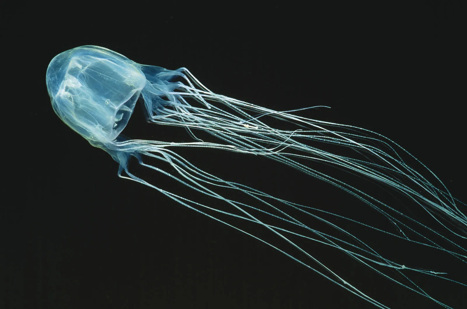 Box Jellyfish Can Swim and See.