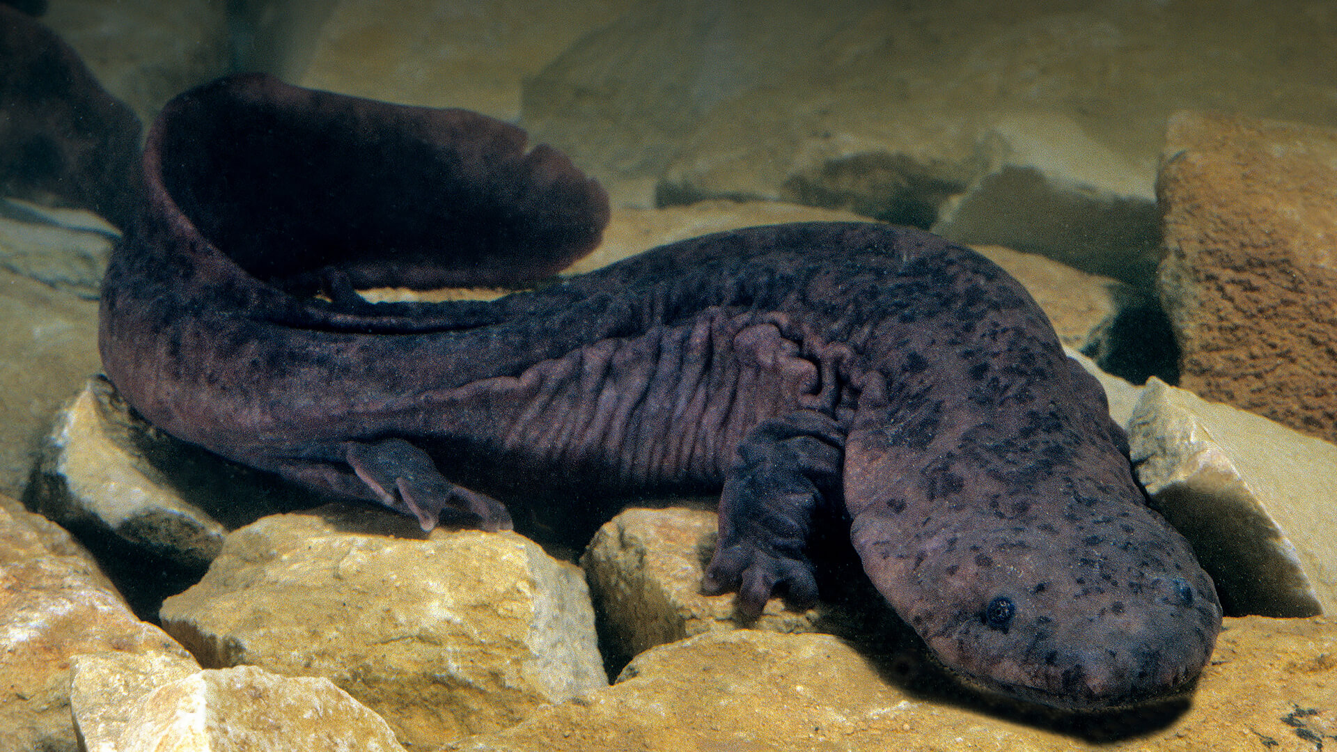 Chinese Giant Salamanders Are the World’s Largest Amphibians.