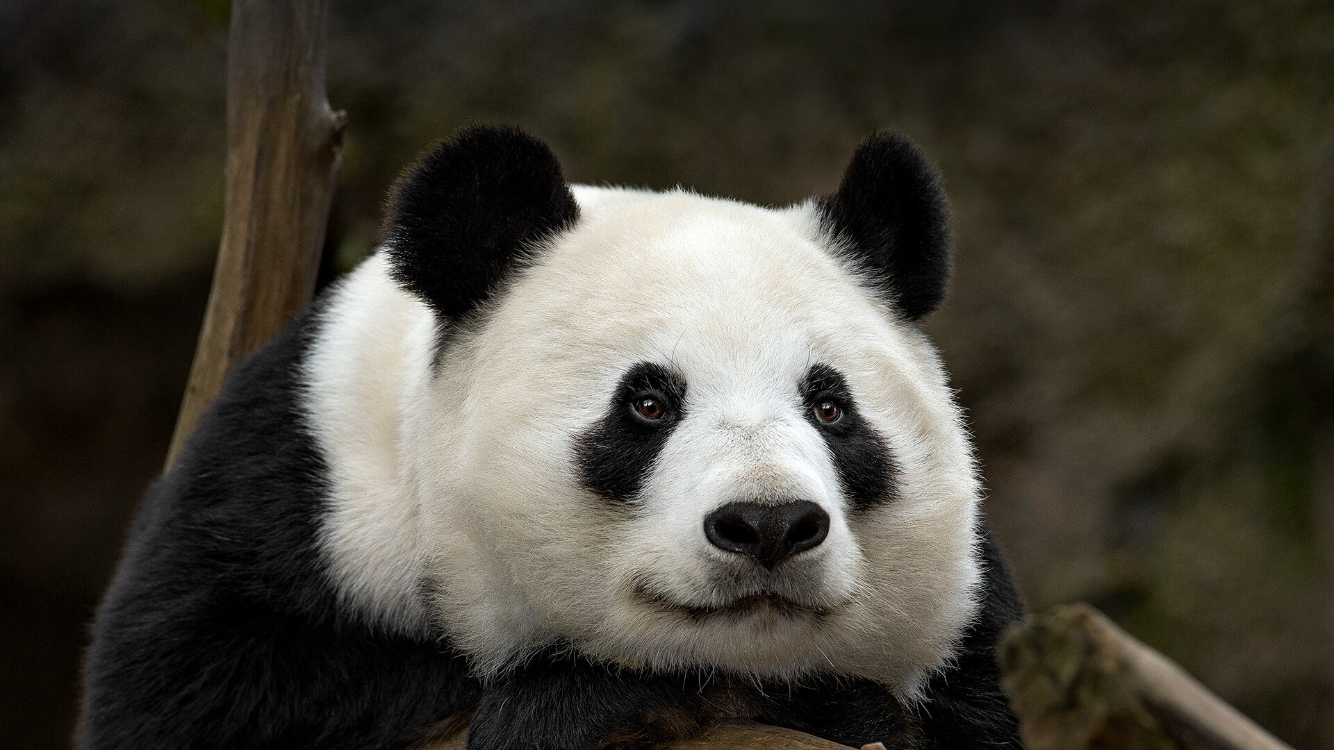 Pandas Are the Most Vocal Bears.