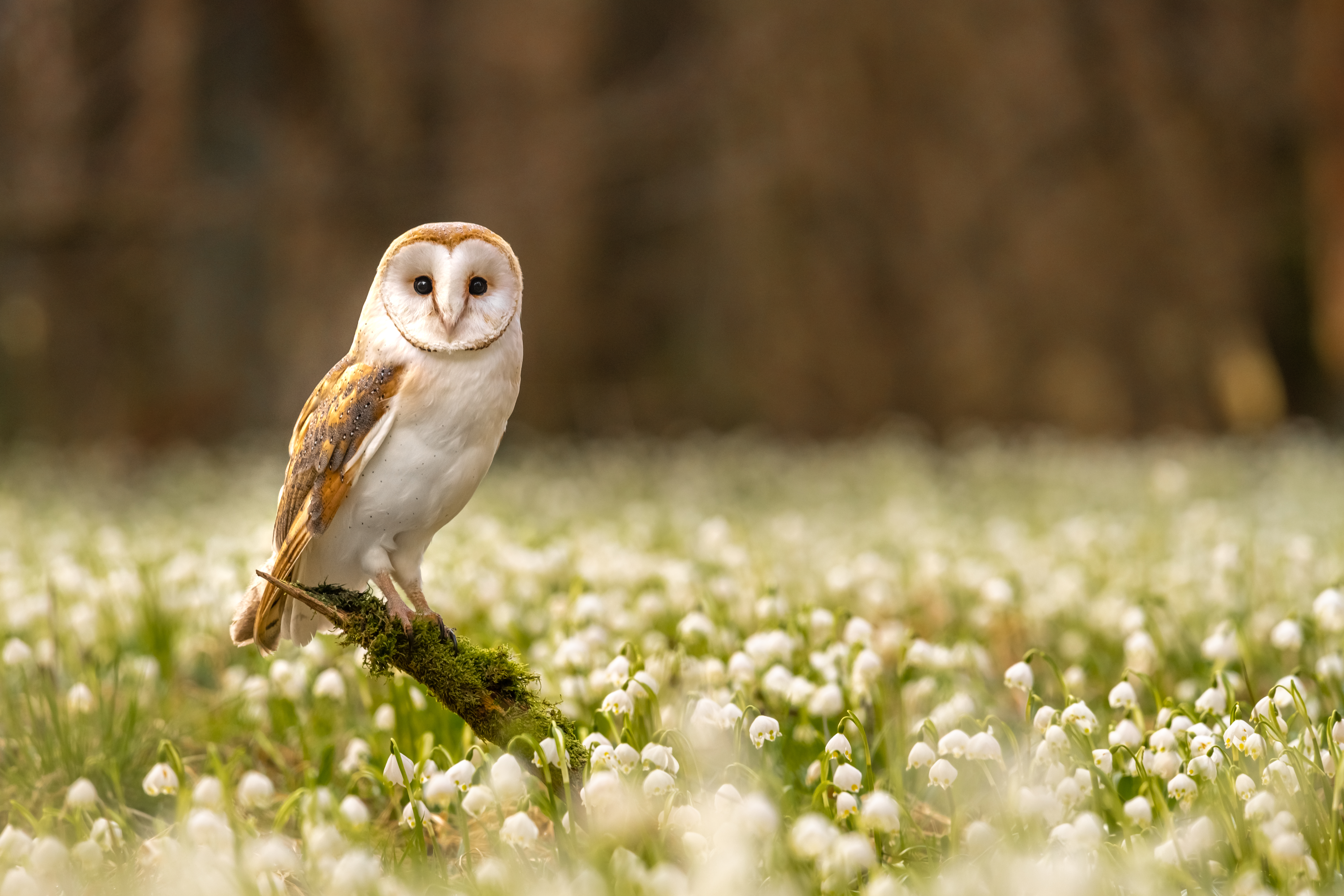 Owls Don’t Have Eyeballs.