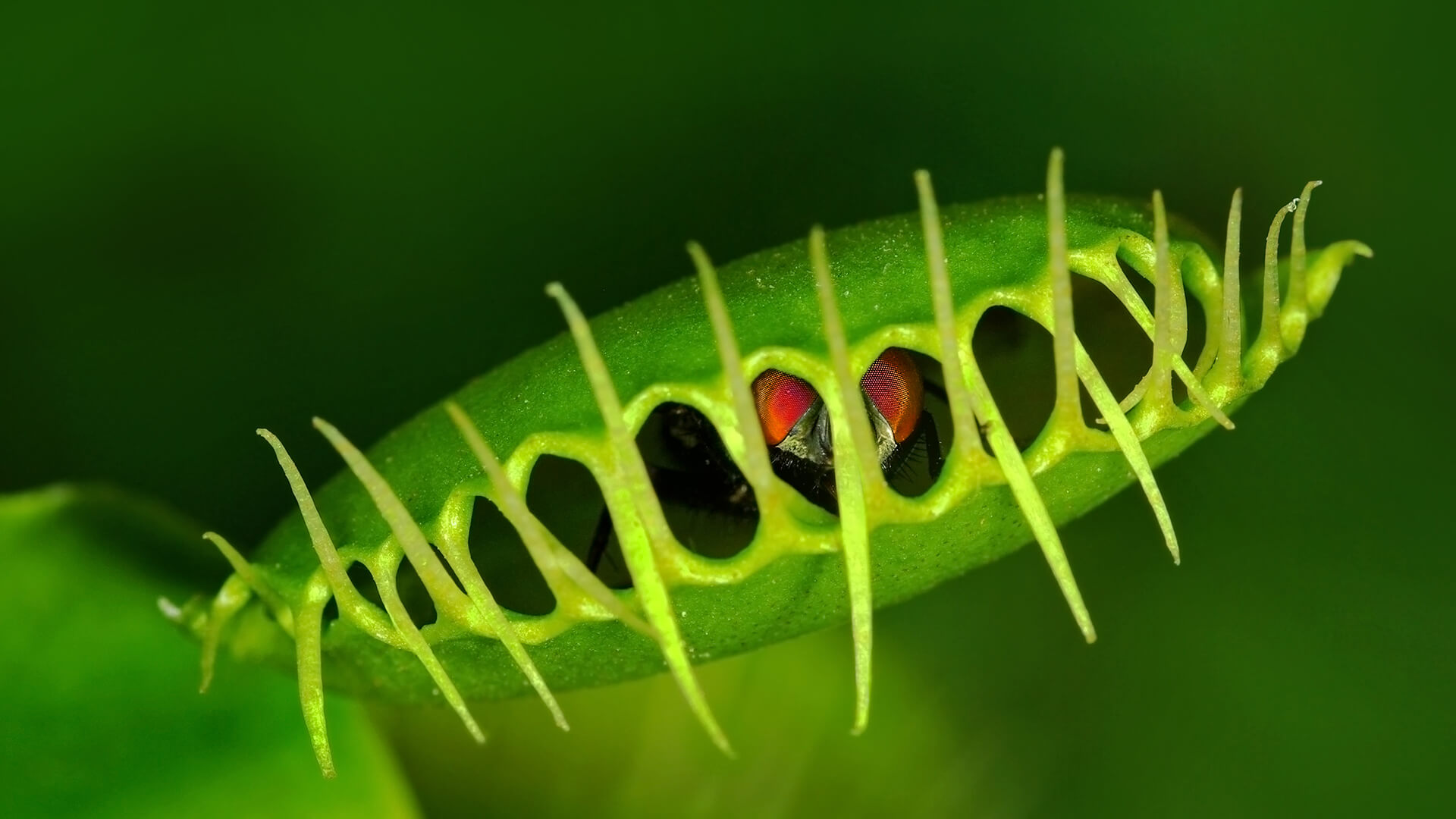 Carnivorous Plants Thrive in Wet Deserts.