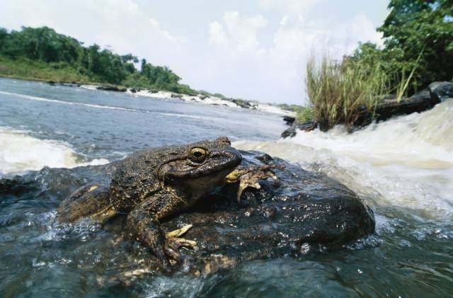 Goliath Frogs Are the Largest in the World.