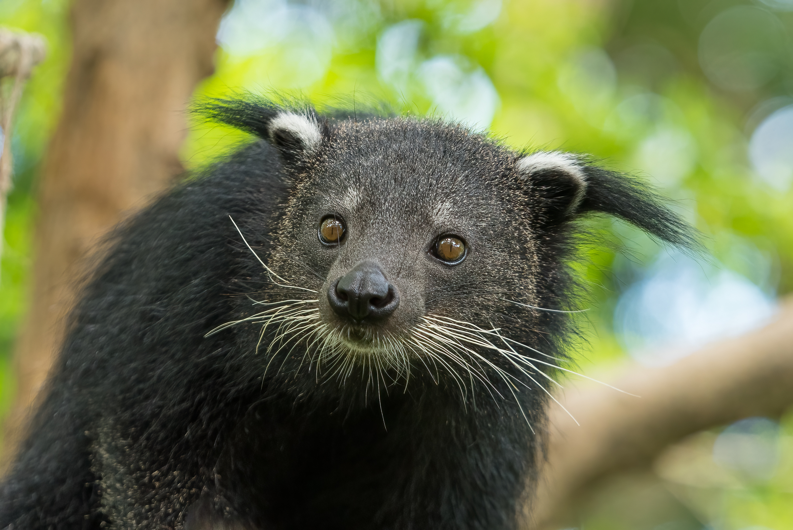 Binturongs Smell Like Popcorn.