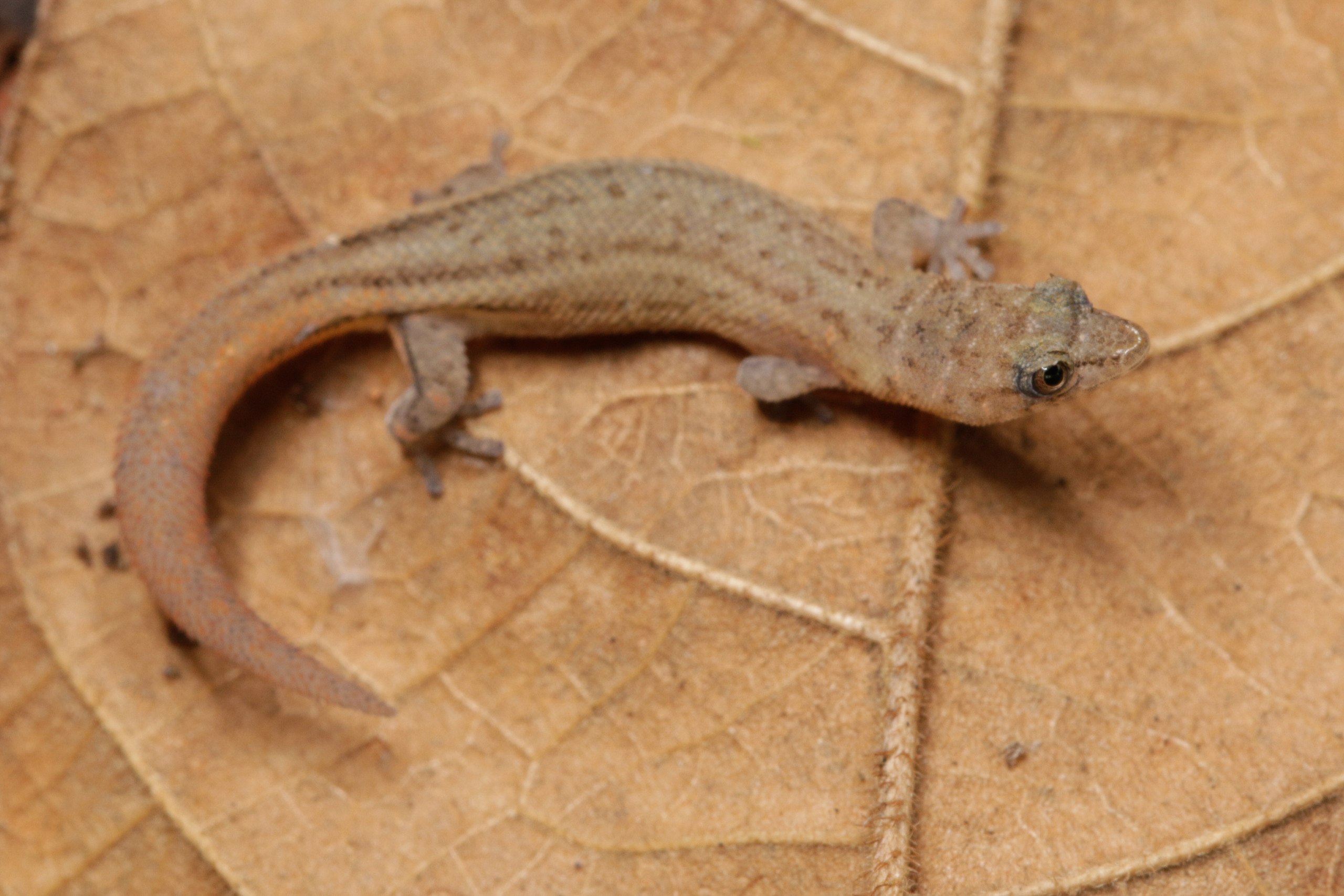 The Dwarf Gecko Is the World’s Smallest Lizard.