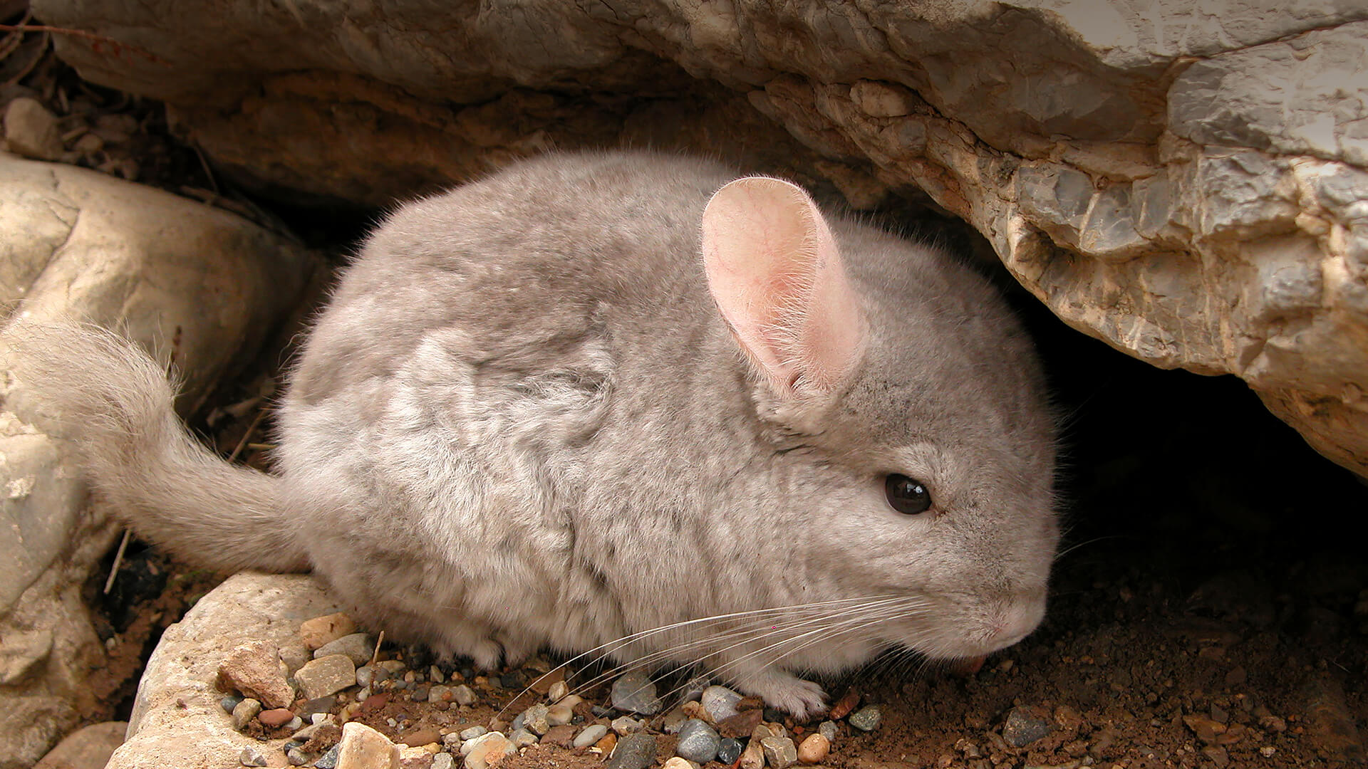 Chinchillas Share Child-Rearing Duties.