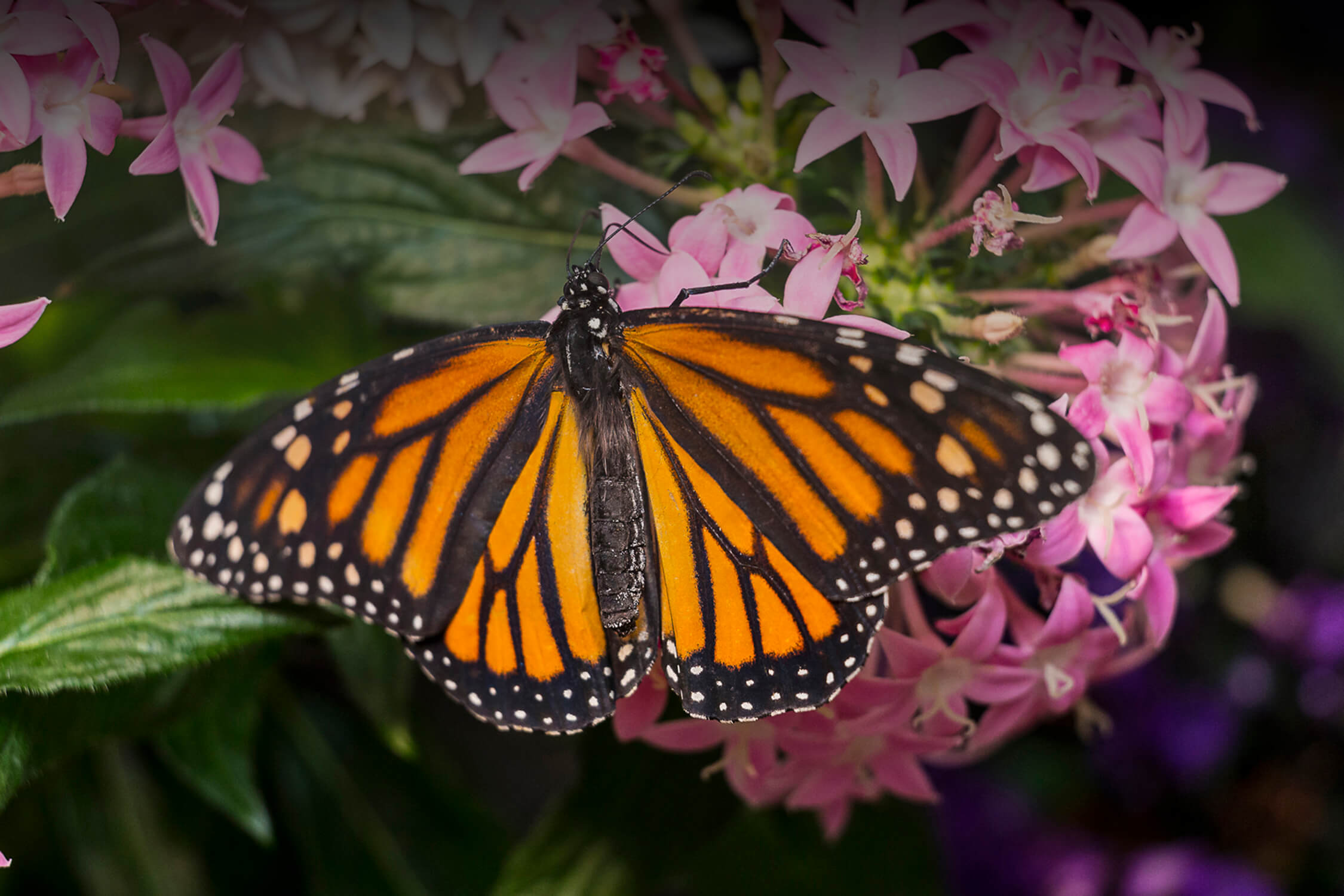 A Monarch Butterfly’s Wingspan Is Determined in the Larval Stage.