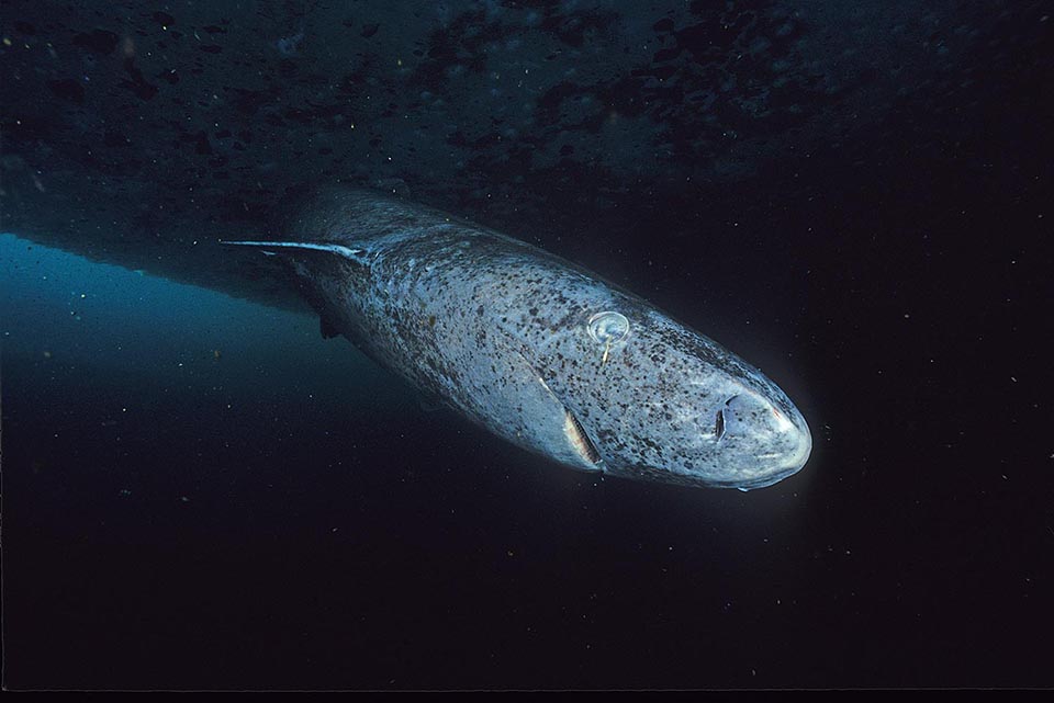 Greenland Sharks Are Extremely Long-Lived.