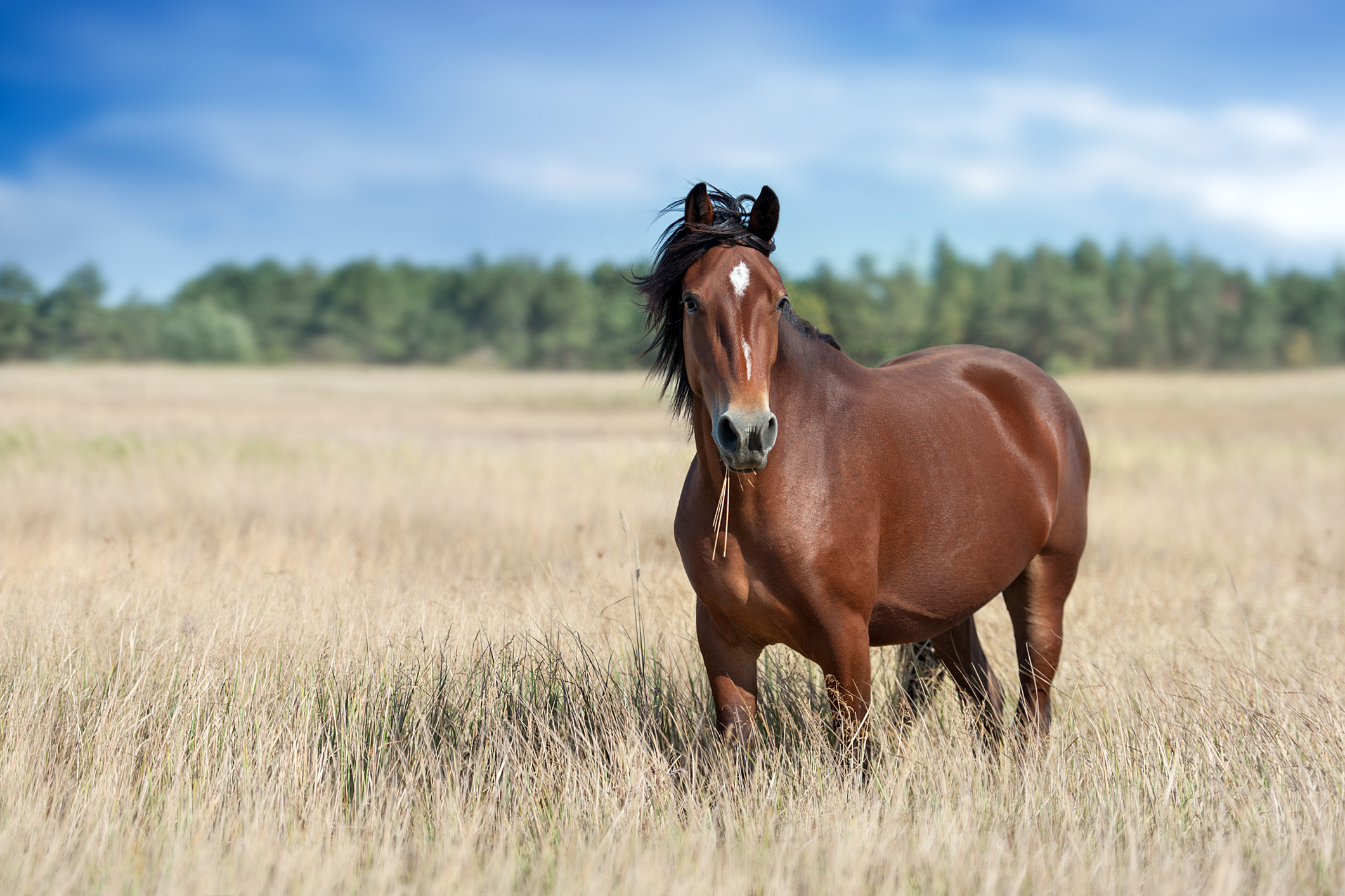 Horses Use Special Muscles to Sleep Standing Up.