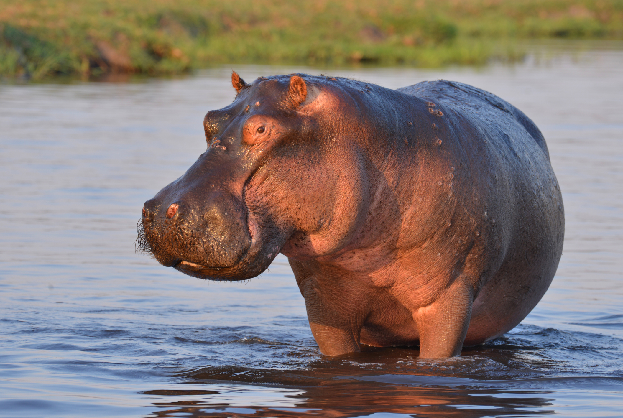 Hippos Produce Their Own Sunscreen.