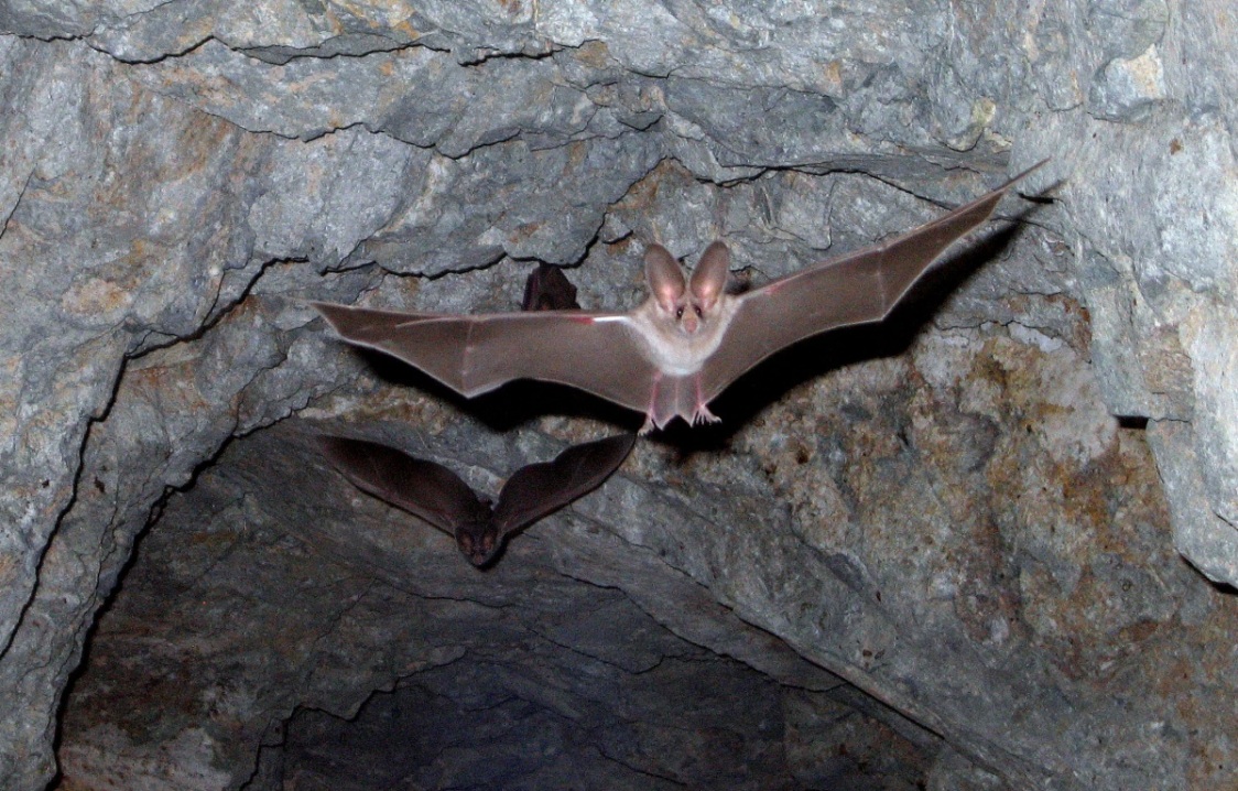 Bats Can Be Found (Almost) Everywhere on Earth.