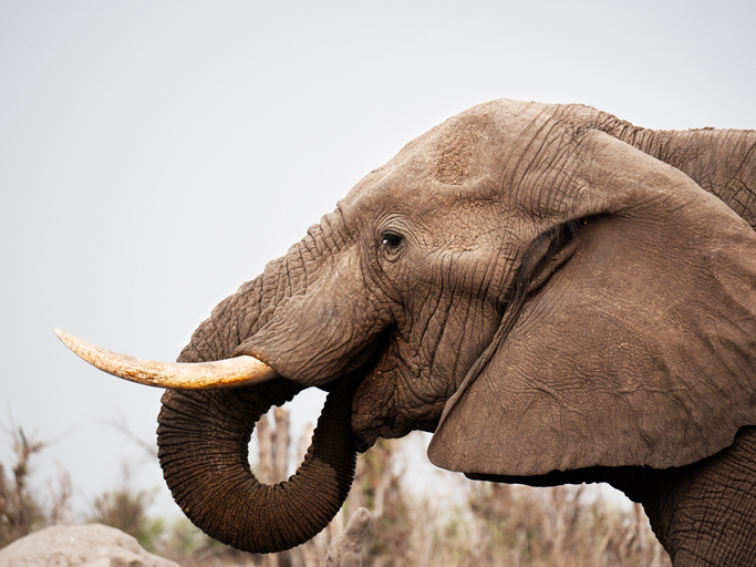 Elephants Have Sensitive Skin.