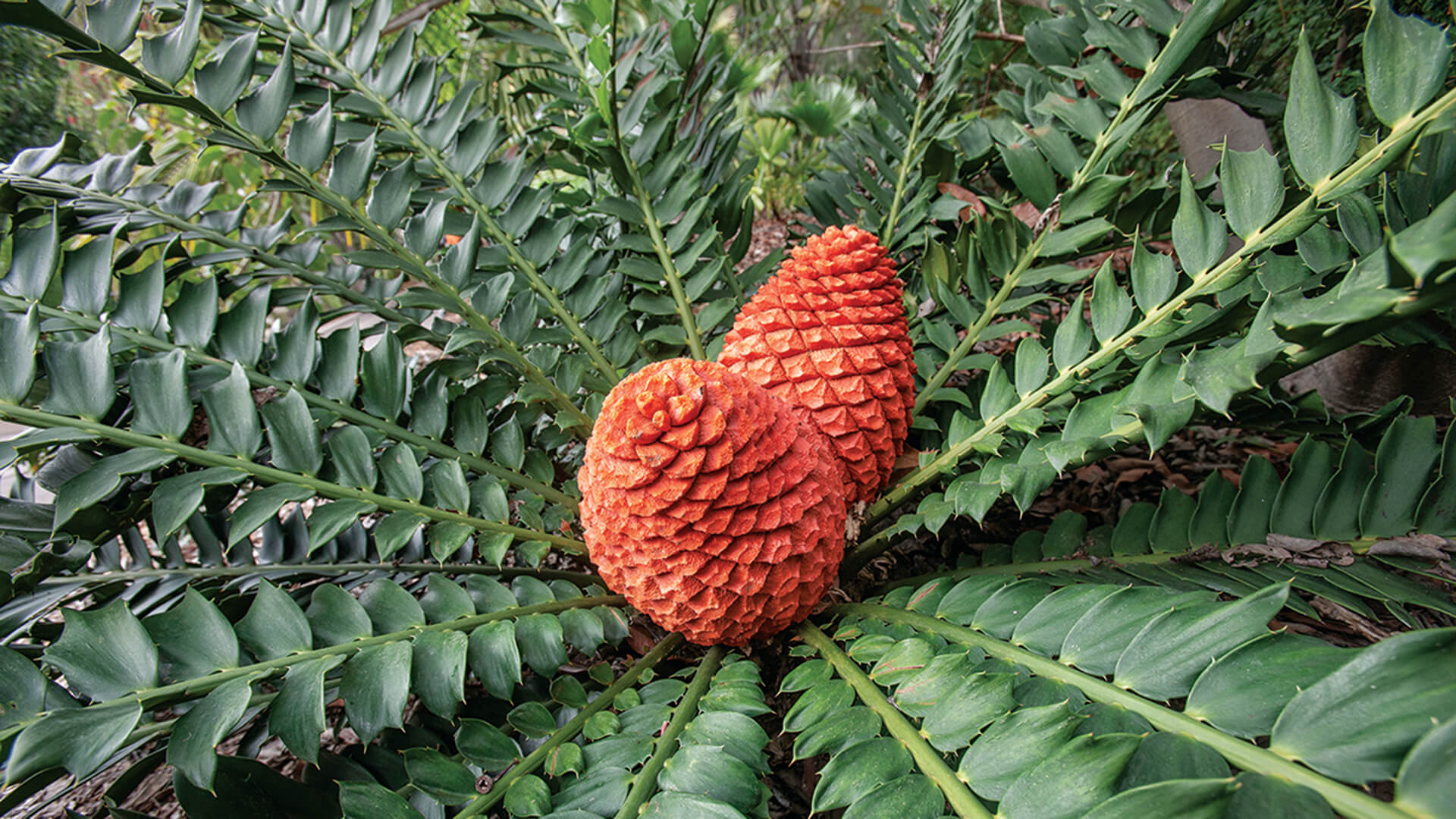 Cycads Are Surprisingly Ancient.