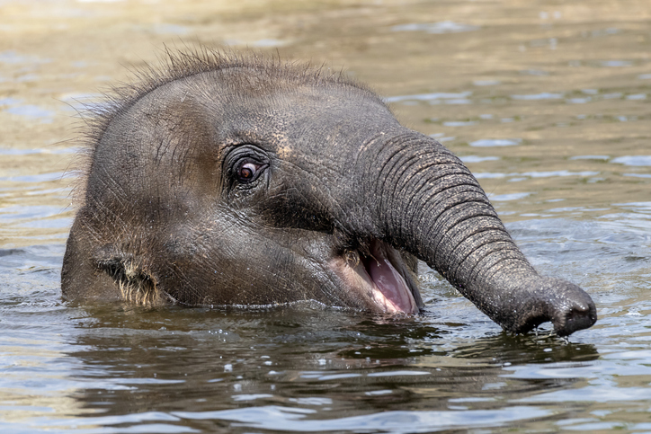 Elephants Can Swim.