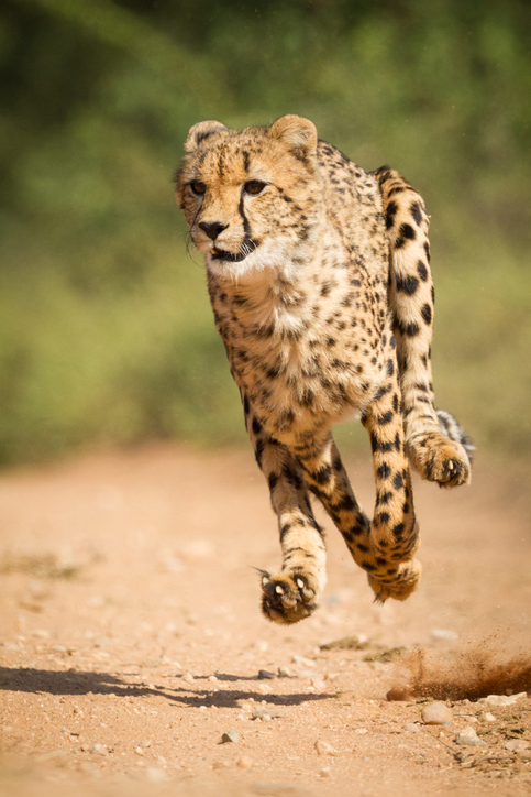 Cheetahs Can Turn Mid-Air While Sprinting.