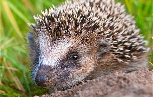 Hedgehogs Are (Mostly) Nocturnal.