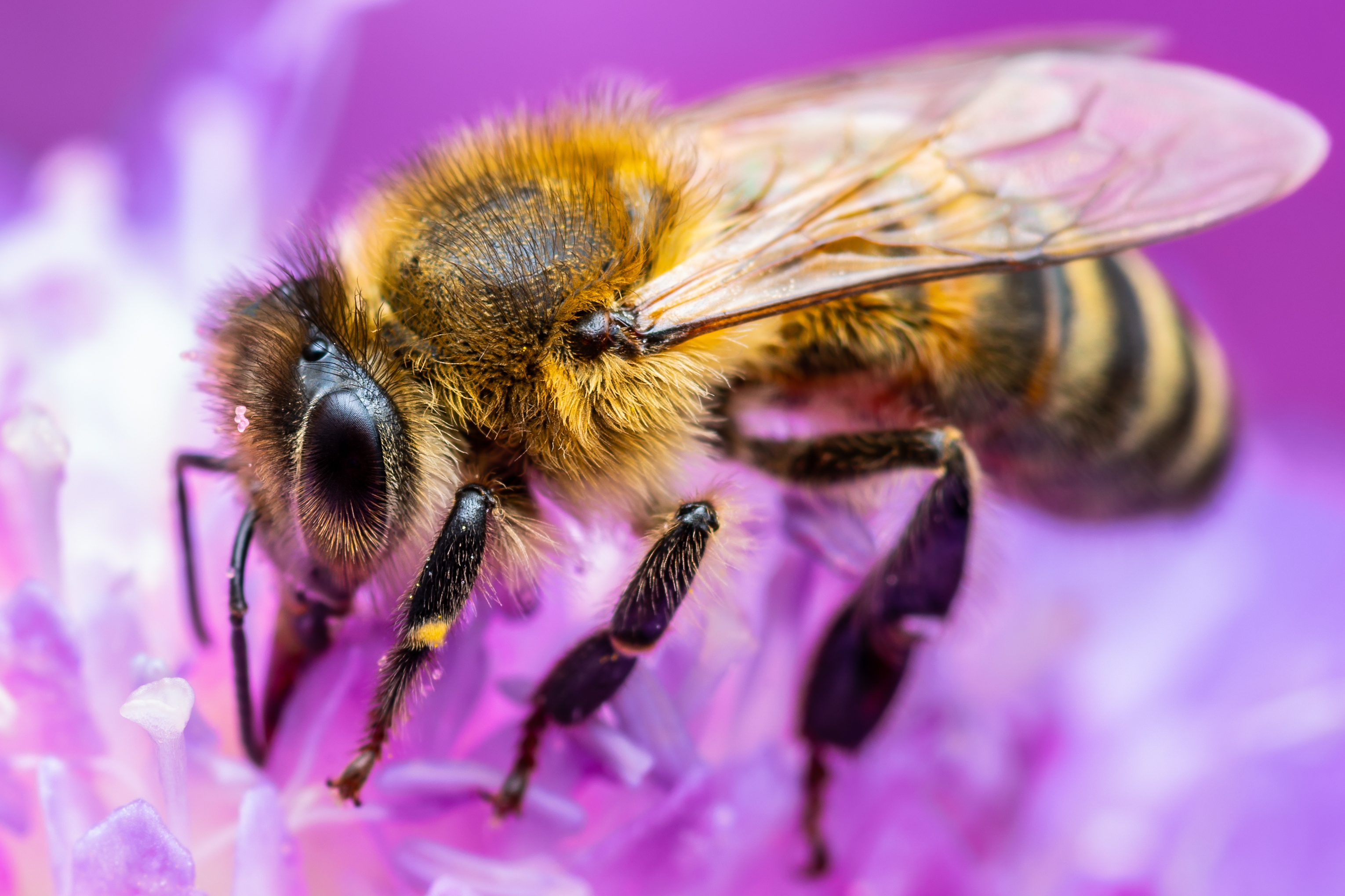 Honey Bees Have 5 Eyes.