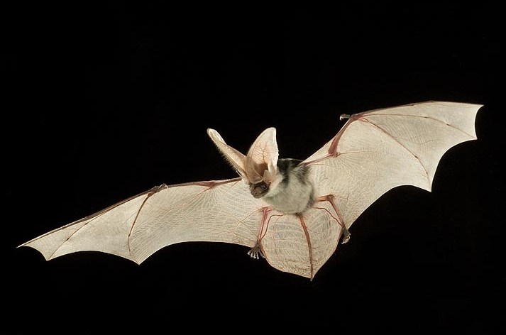 Not All Bats Hibernate.