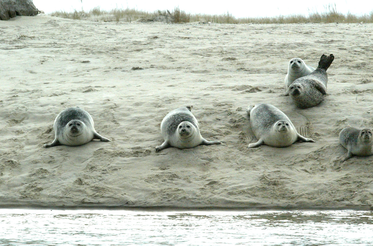 Harbor Seals Weigh Nearly 250 lbs. Each!