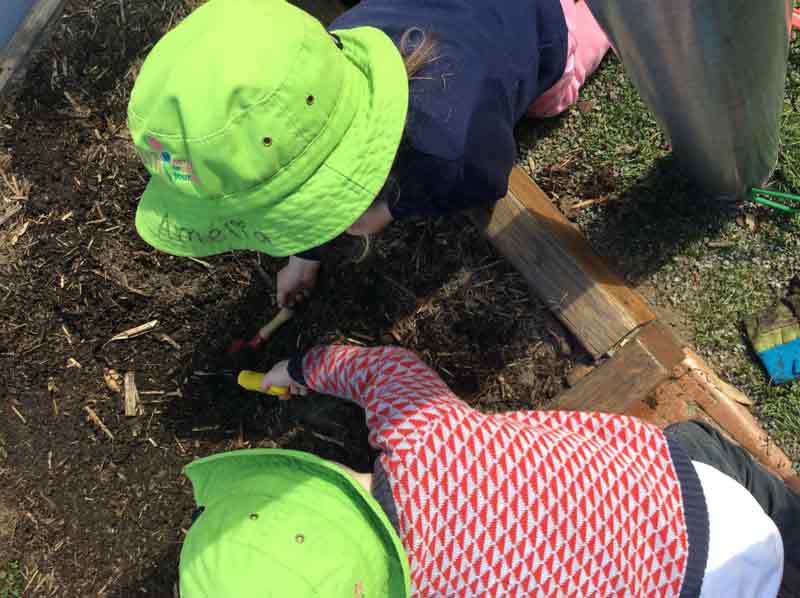 Kindergarten children work develop school readiness skills with outdoor gardening experiences