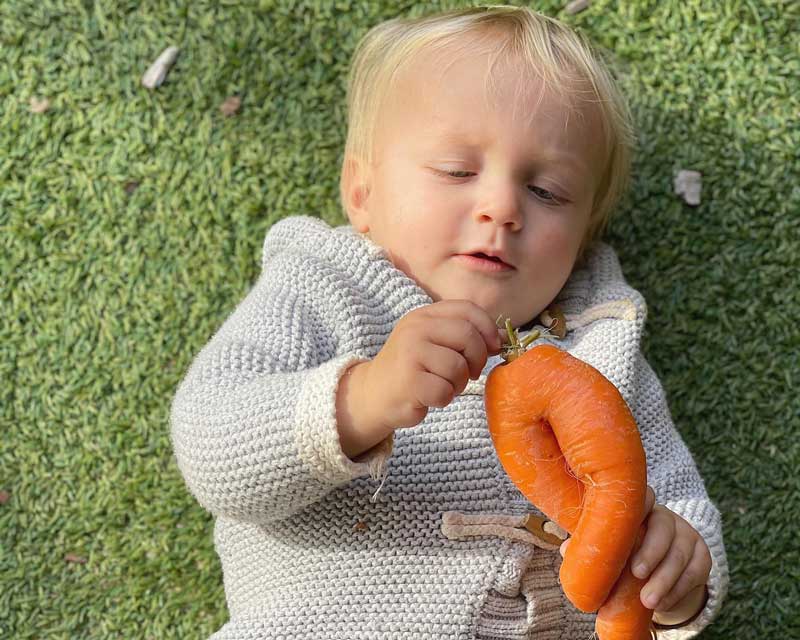 A baby holds a carrot from the garden ready to become a pureed basic baby food.