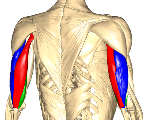 Tricipite Brachiale Gymoplan