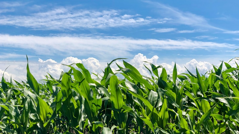 Corn and soybean conditions stay steady